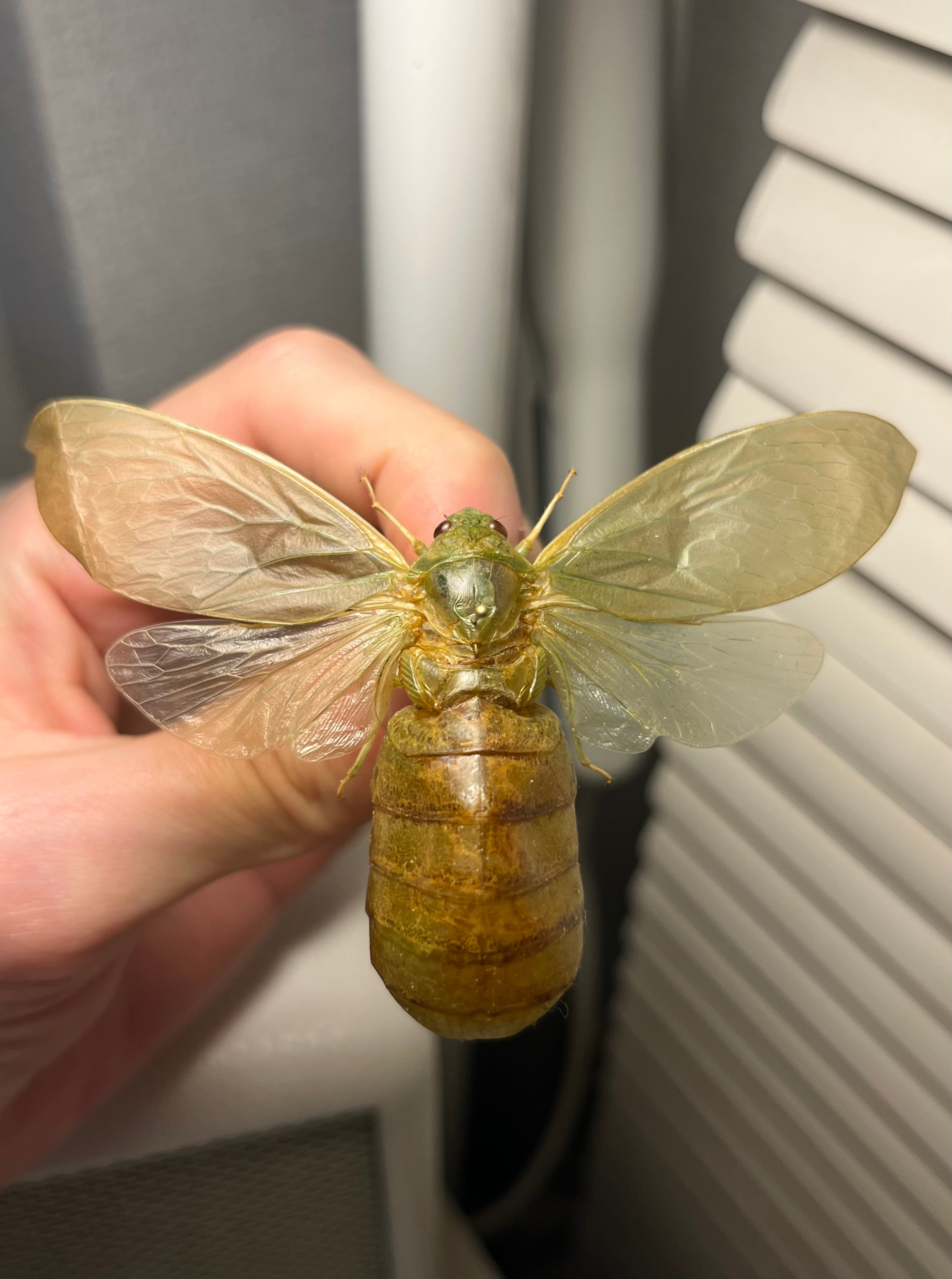 セクロピアサン モス蛾ガモルフォ蝶蛇トンボゼミセミ蝉蜻蛉標本