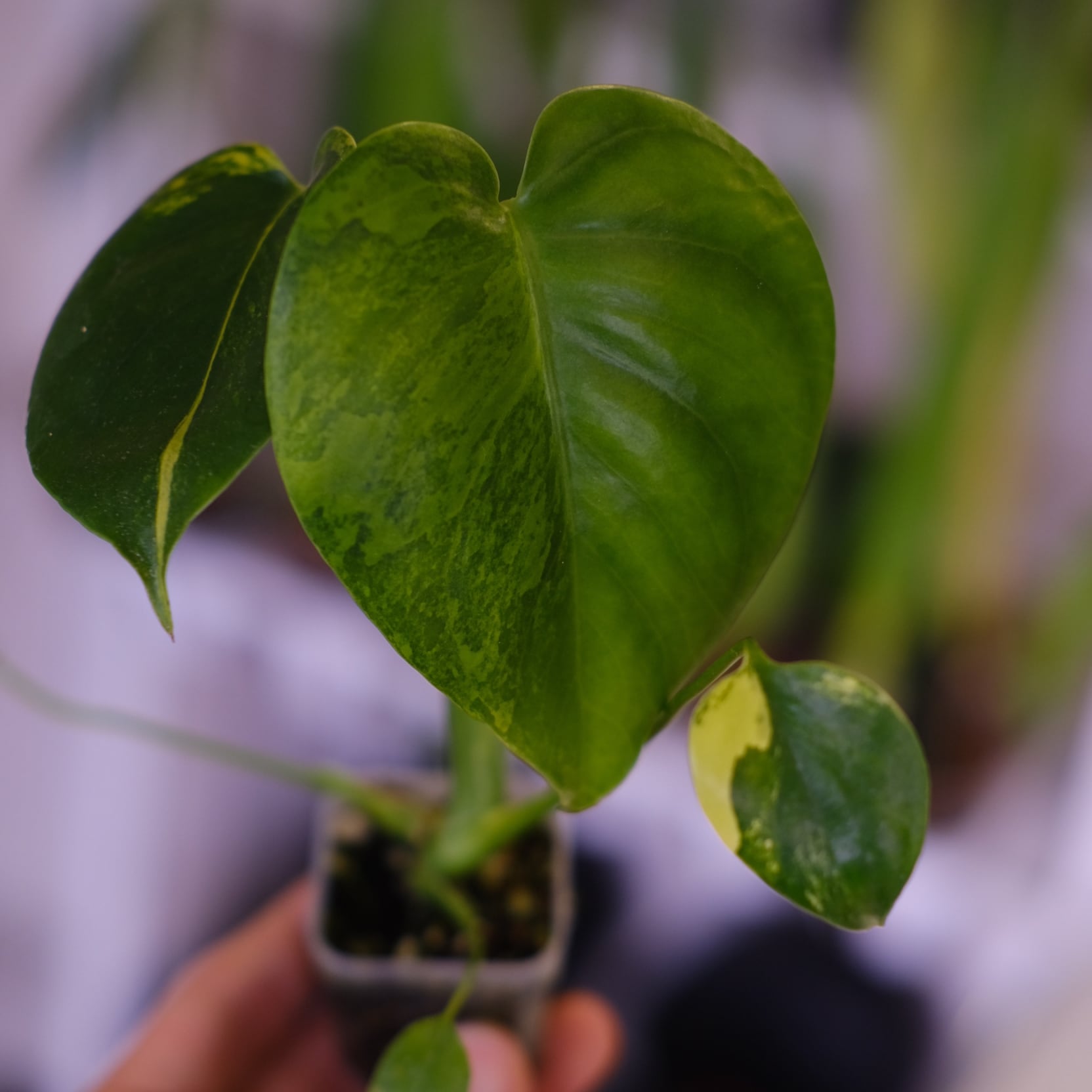 Monstera 'Yellow Marilyn'｜モンステラ イエロー マリリン｜観葉植物