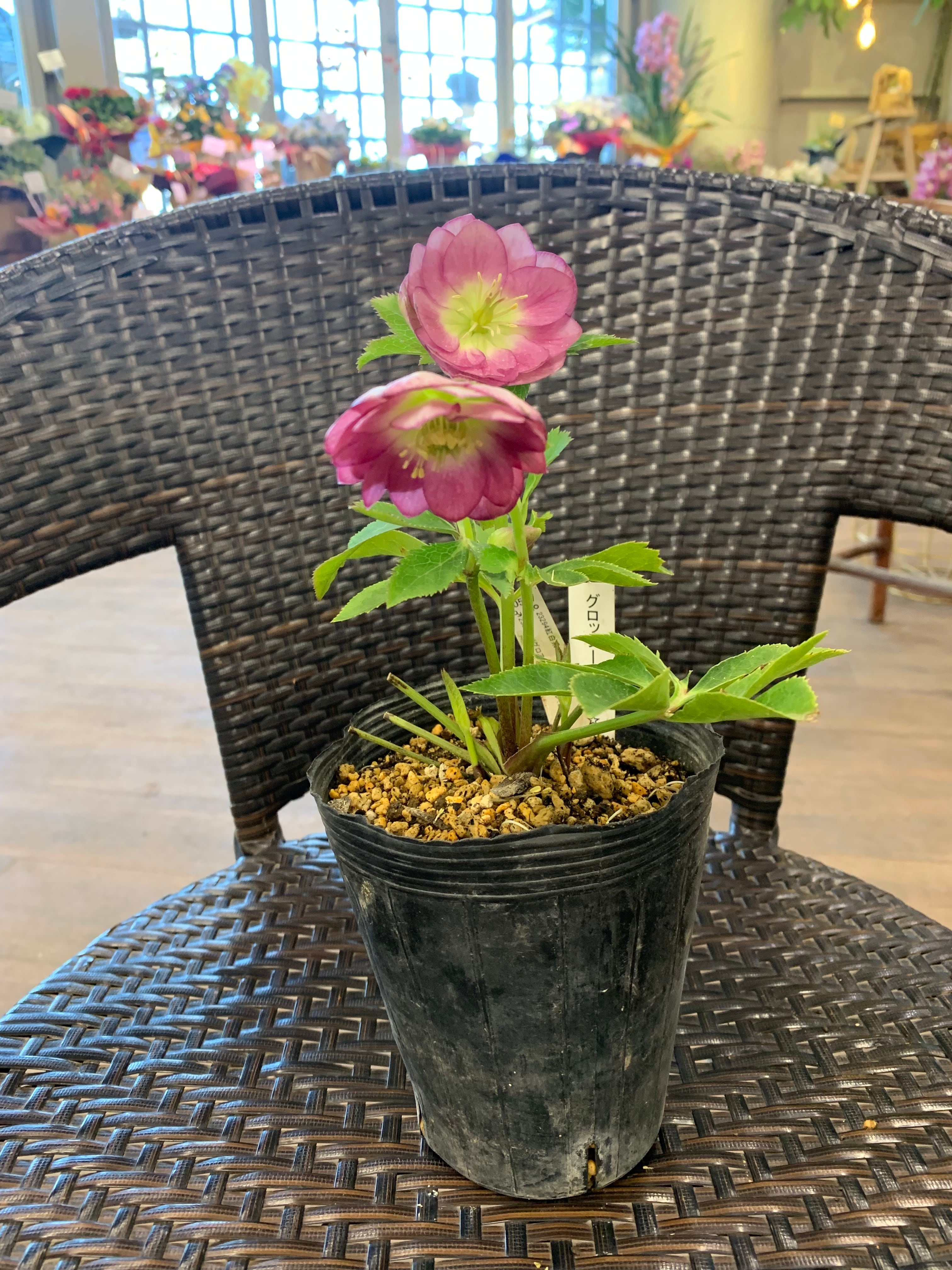 希少‼️⑧加藤農園さんのプレミアムクリスマスローズ グロッシーカラー