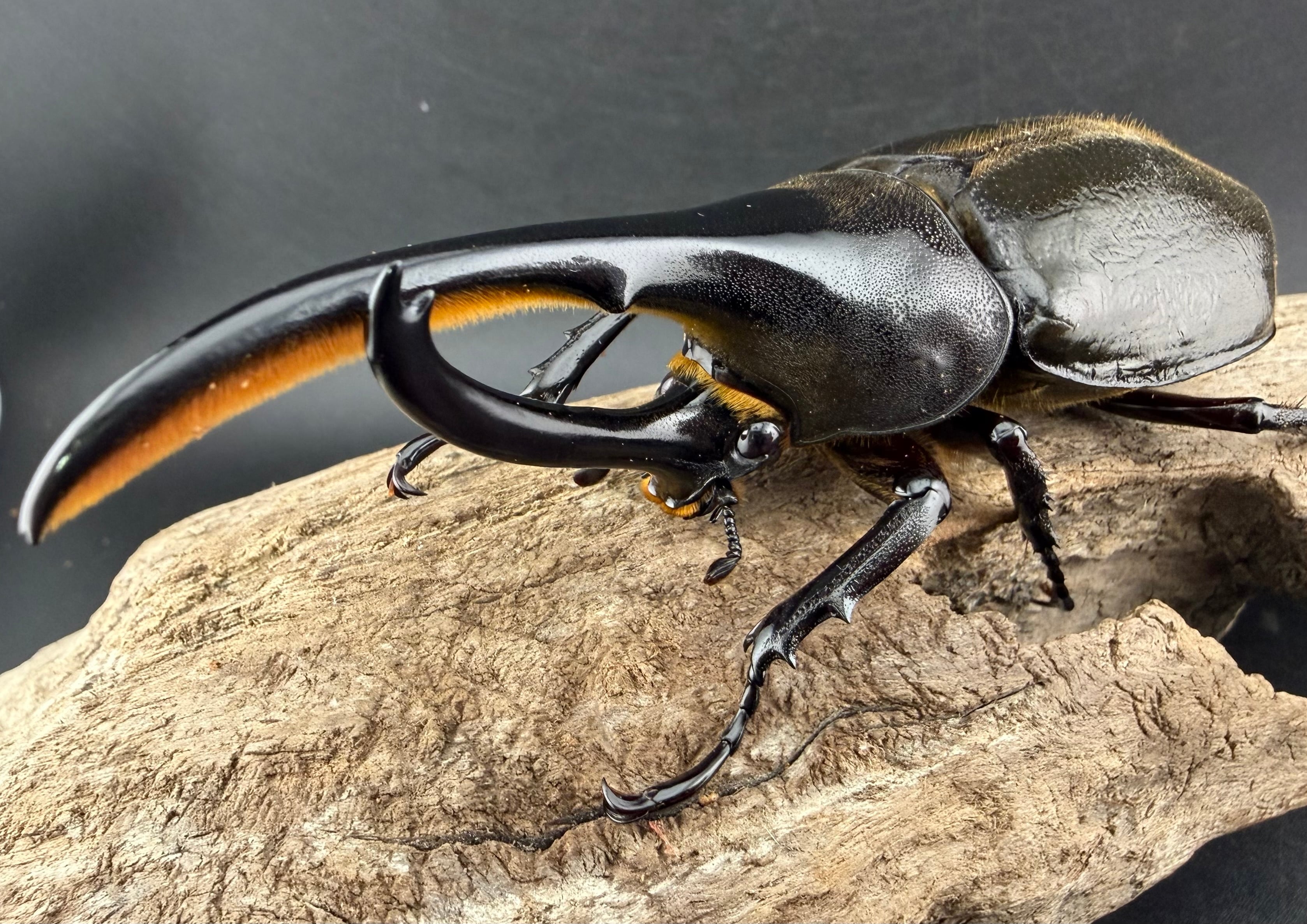 ヘラクレス・モリシマイ 107.5mm ペア》 | KPW公式オンラインショップ