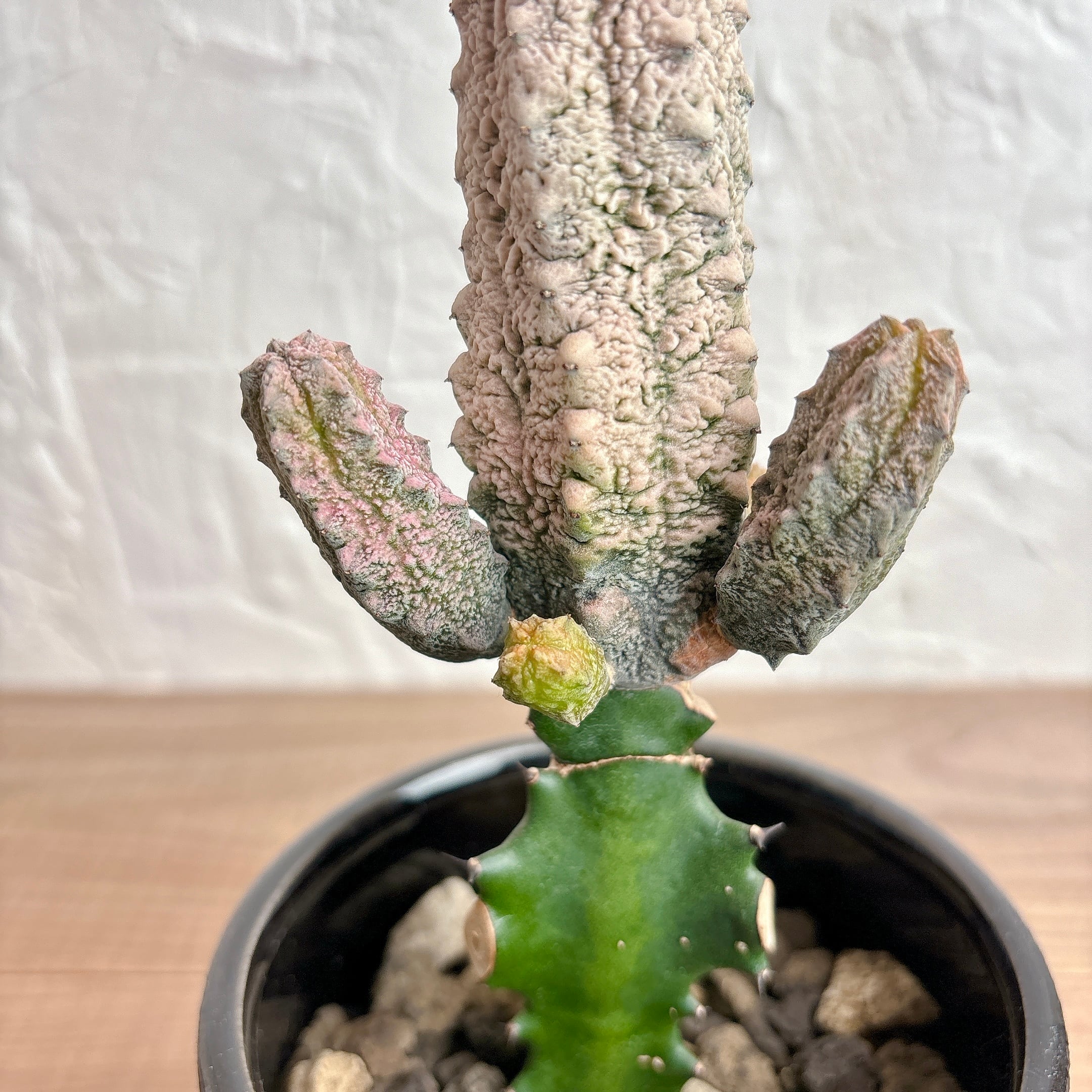 ユーフォルビア アブデルクリ ダマスク | yu25plants