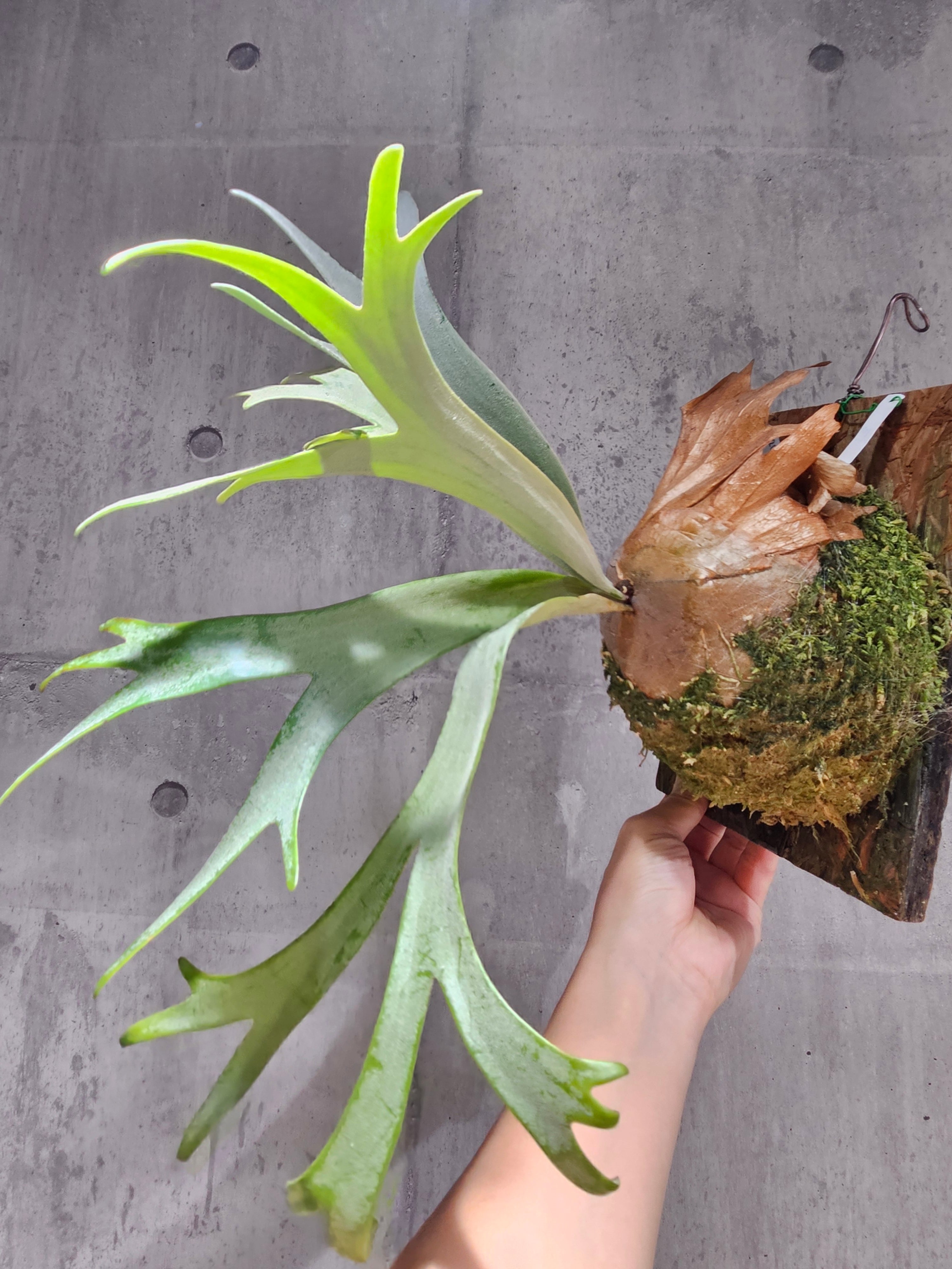 P.Willinckii cv. Yellow Moon(Pup) 【artPLANTs/PLANTS GARAGE