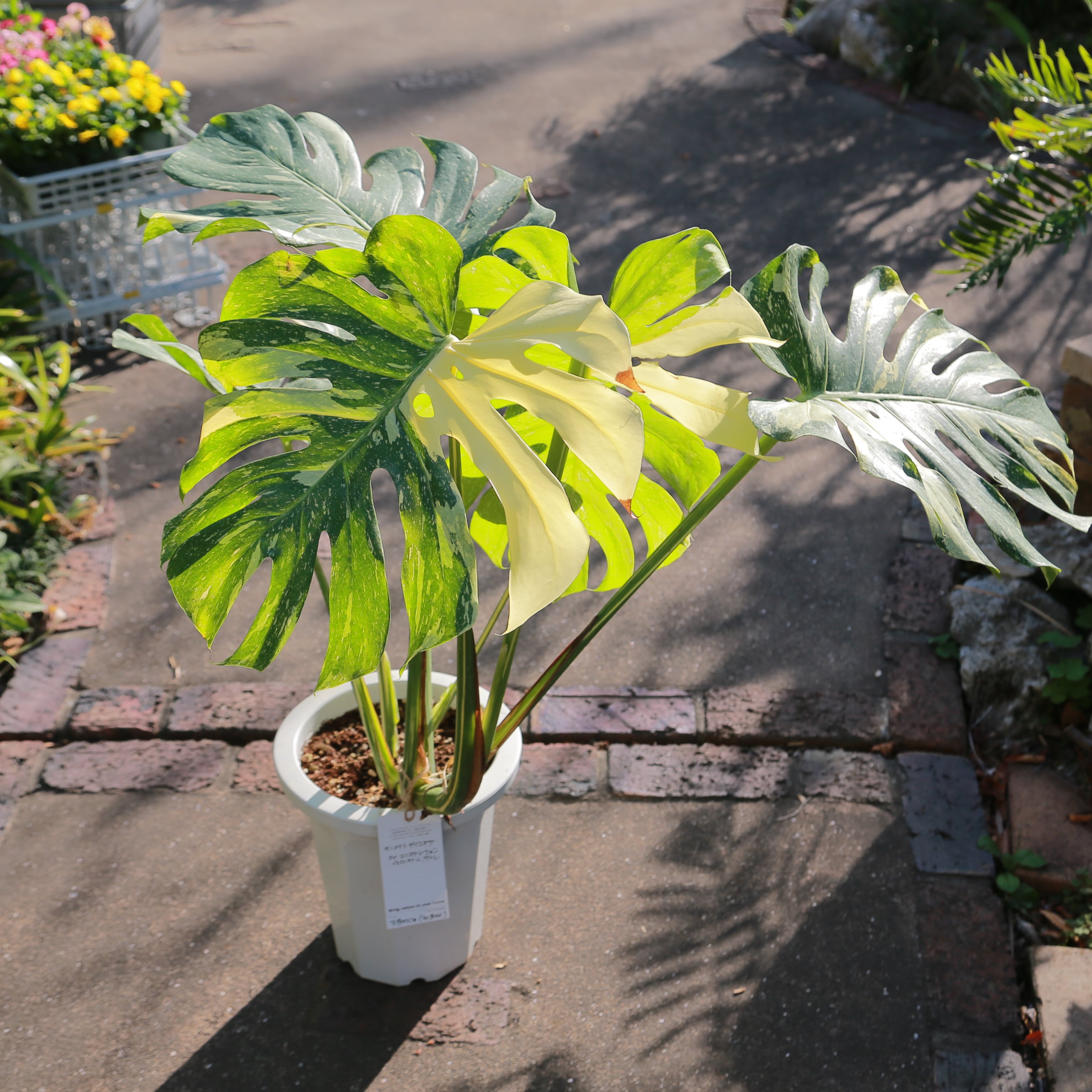 斑入り モンステラ イエローブリュレ デリシオーザ デリキオサ