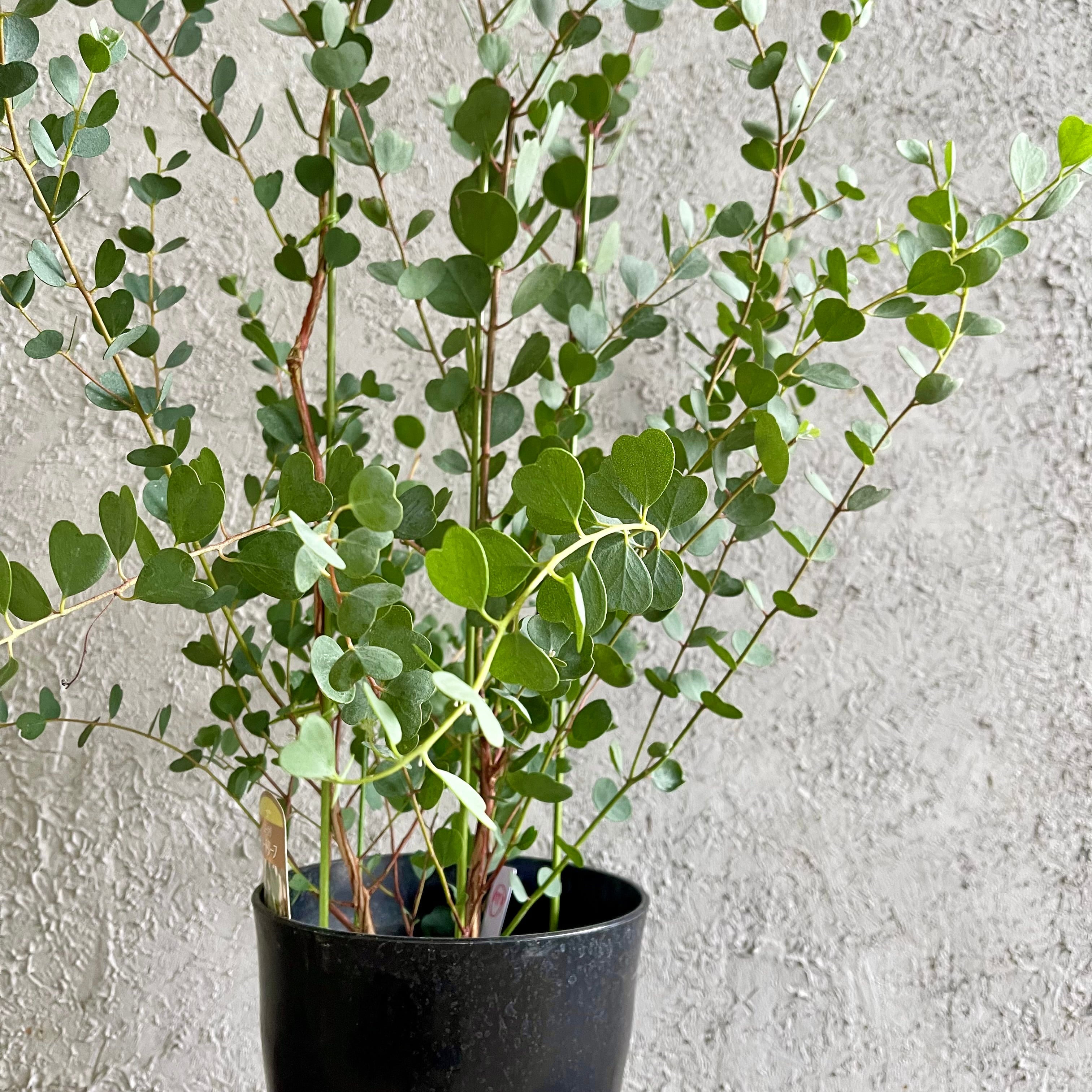 ⑤アカシア【ブルーブッシュ】ウエブステリアナセット Yuki様専用⑦ ⑤