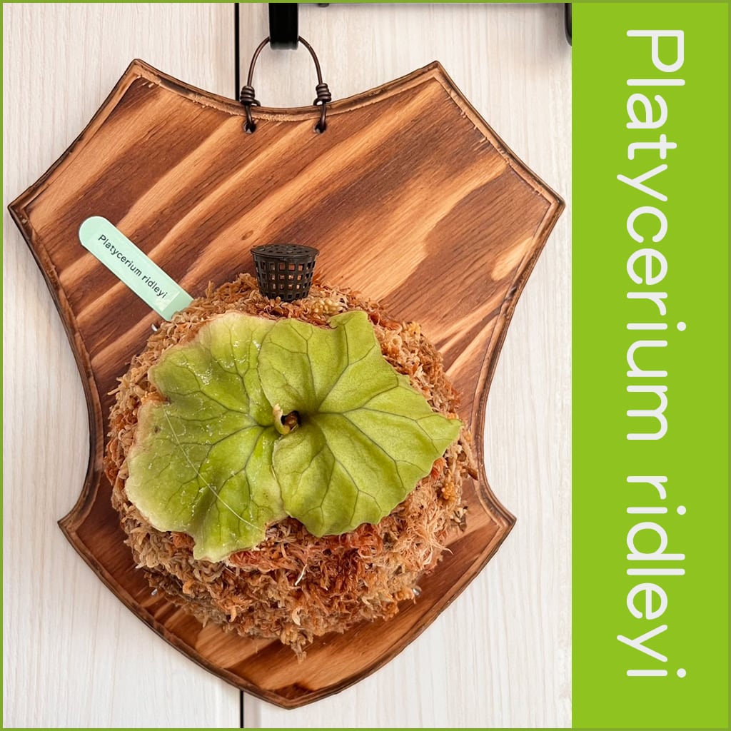 ビカクシダ リドレイ 子株 板付 【観葉植物 壁掛け コウモリラン