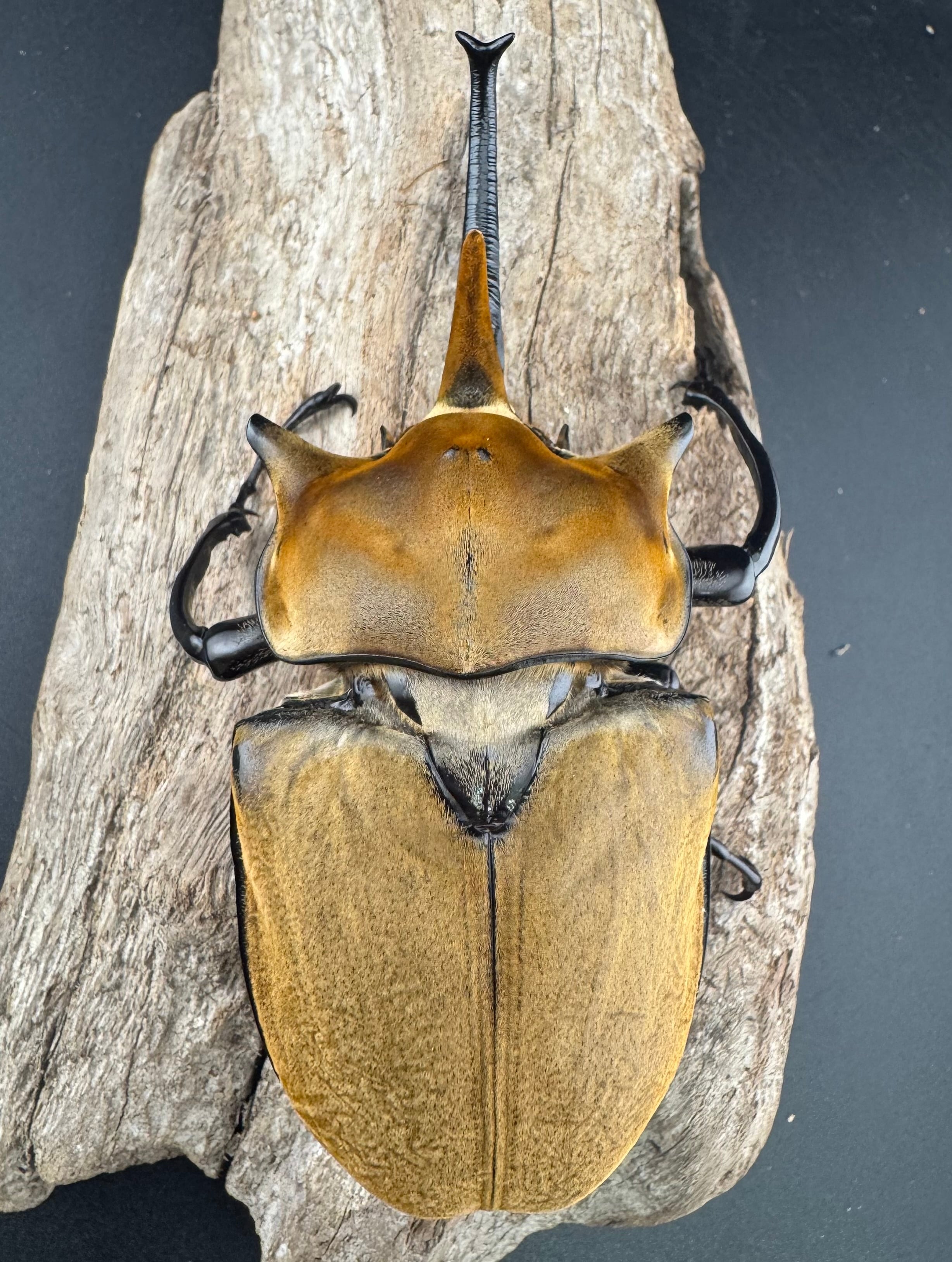 エレファスゾウカブト 117mm ペア》 | KPW公式オンラインショップ