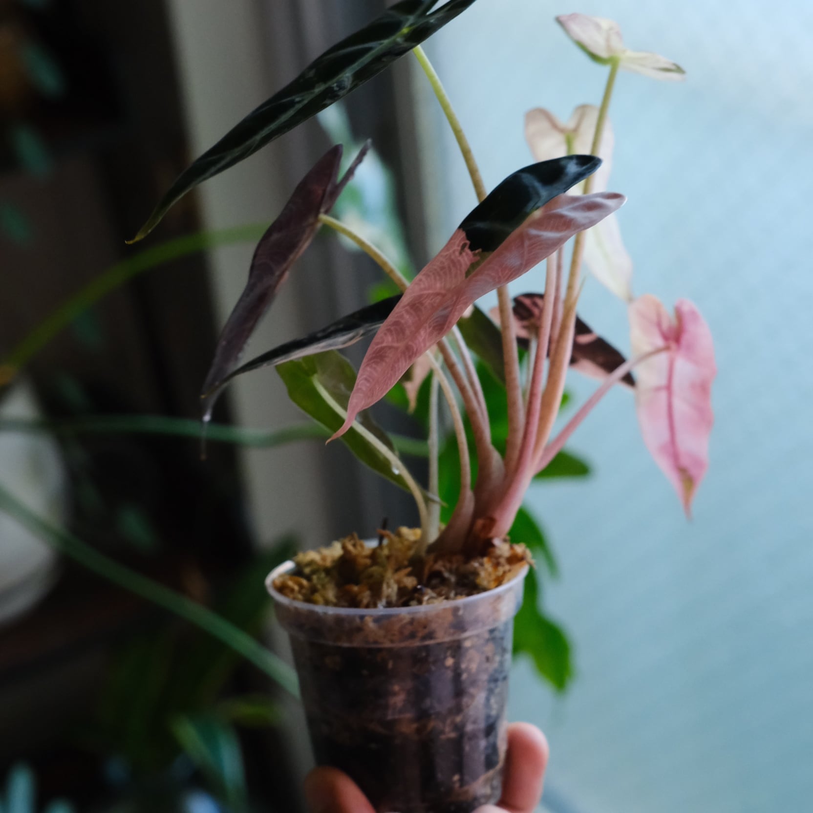 厳選株】アロカシア バンビーノ ピンク/ Alocasia bambino Pink│観葉