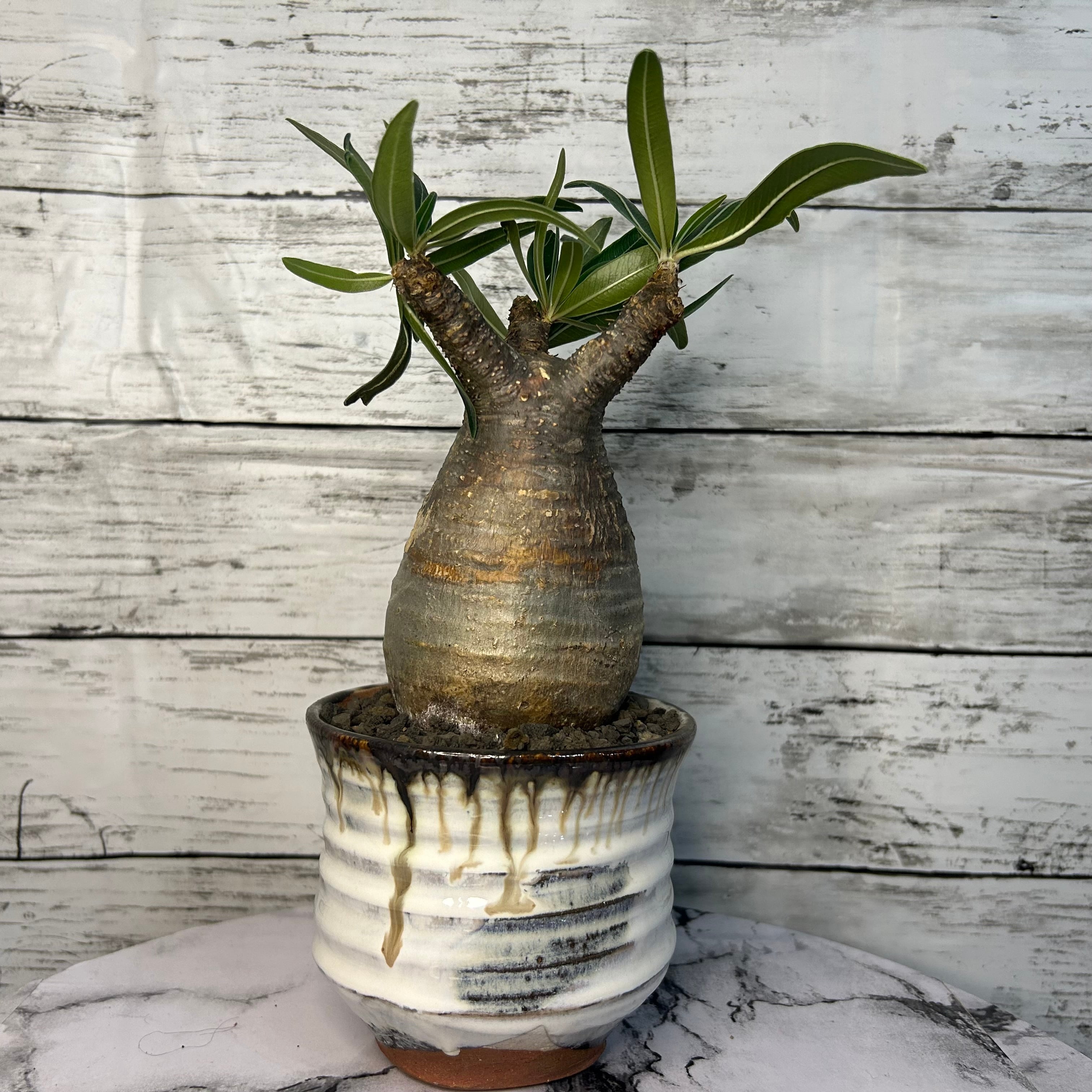 極上】パキポディウム グラキリス 鉢付き 塊根植物（発根済