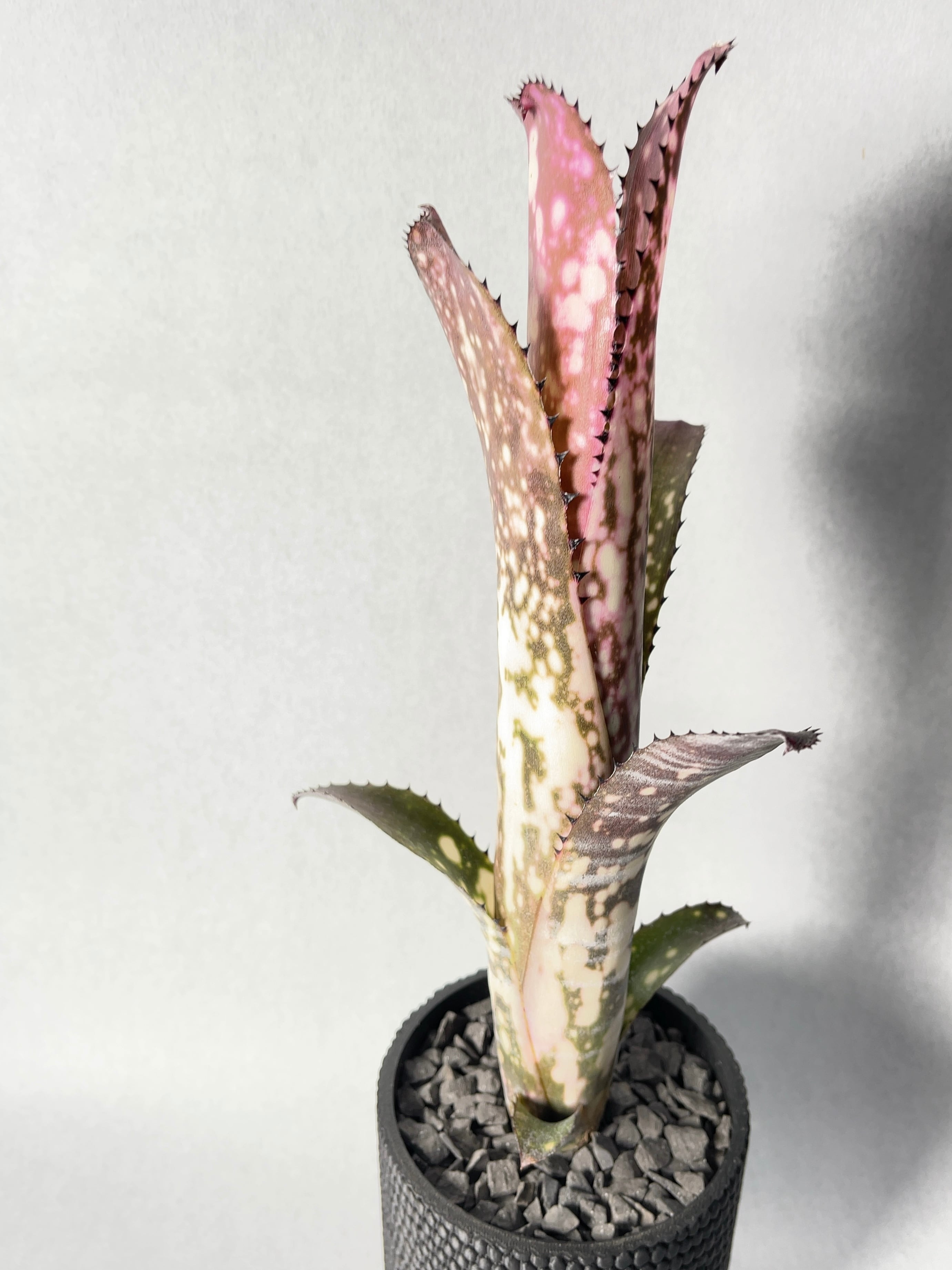 ビルベルギア・メリーモナーク | trigger