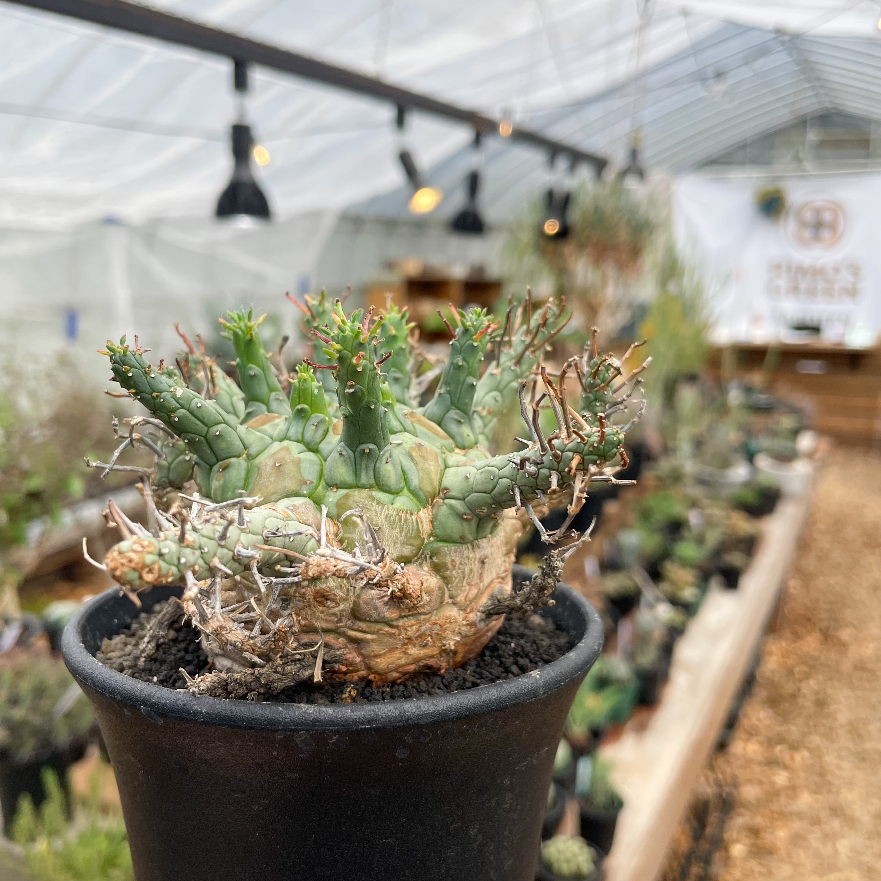 Euphorbia Decepta【ユーフォルビア・デセプタ】 | RIMO'S GREEN