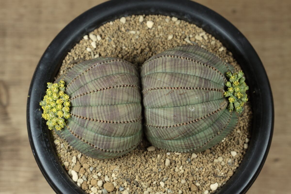 販売済み：オベサ 図鑑】【Outlet】キズ有り ダブルヘッド Euphorbia