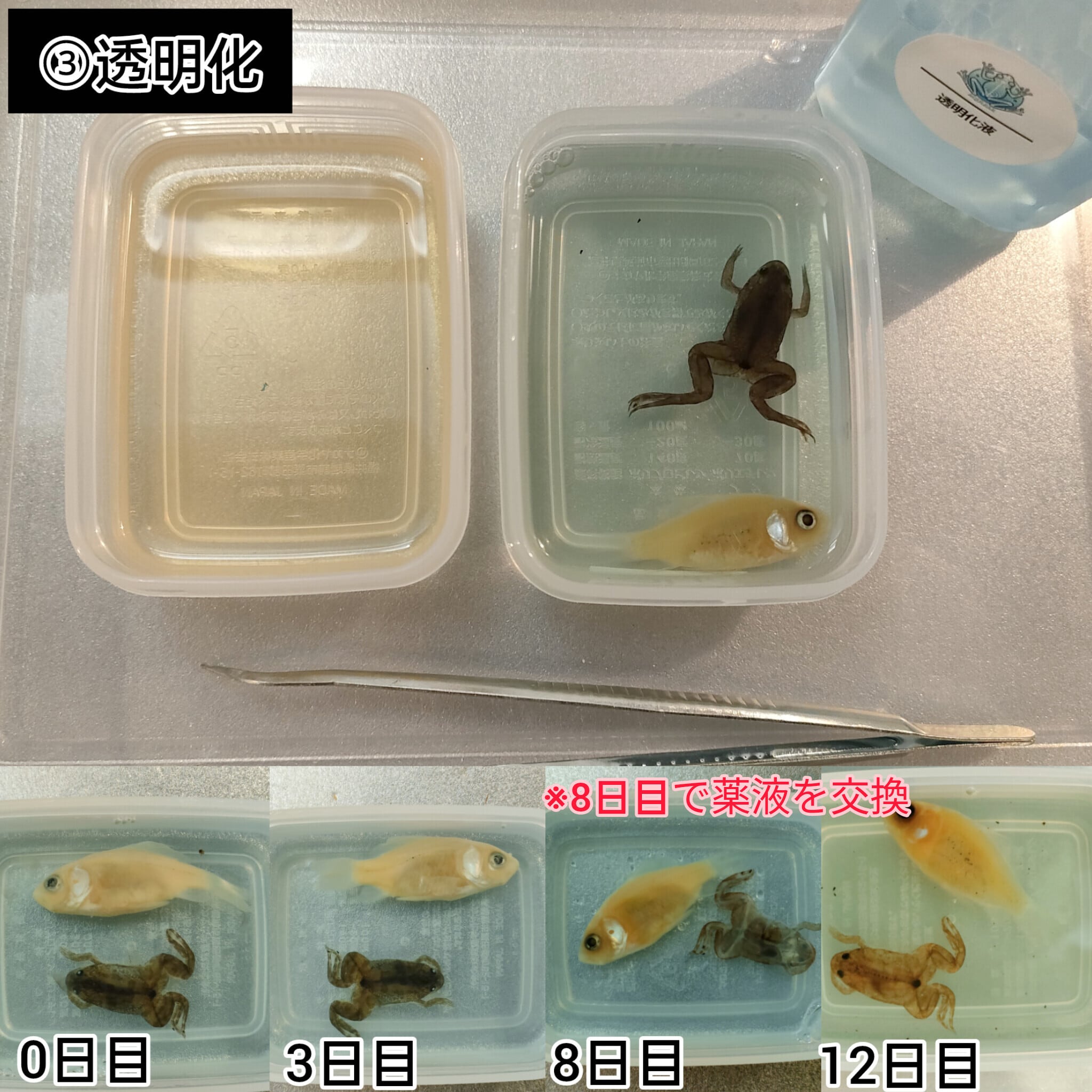 透明標本作製キット】(上級)全20点 | Pay ID