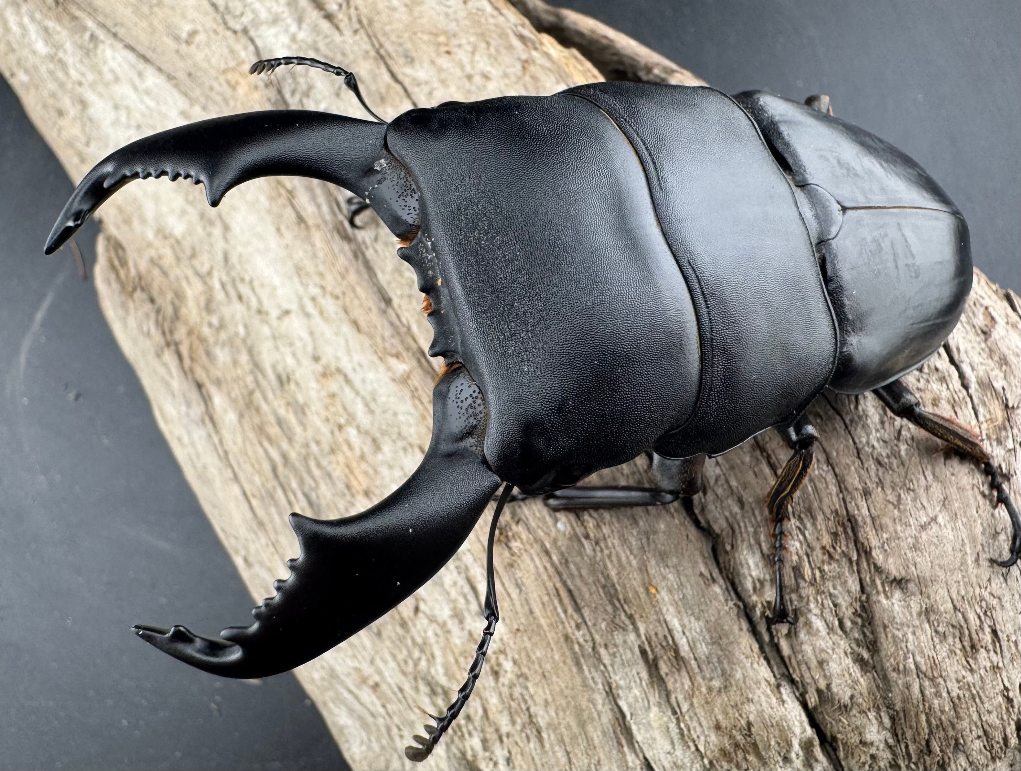 WD】《スマトラオオヒラタ ベンクール産 93mm ペア》 | KPW公式