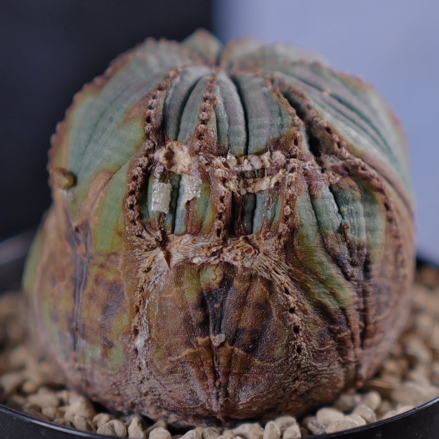 捻じれ モンスト オベサ / 木質化 ユーフォルビア | LIGHTHOUSE.PLANTS