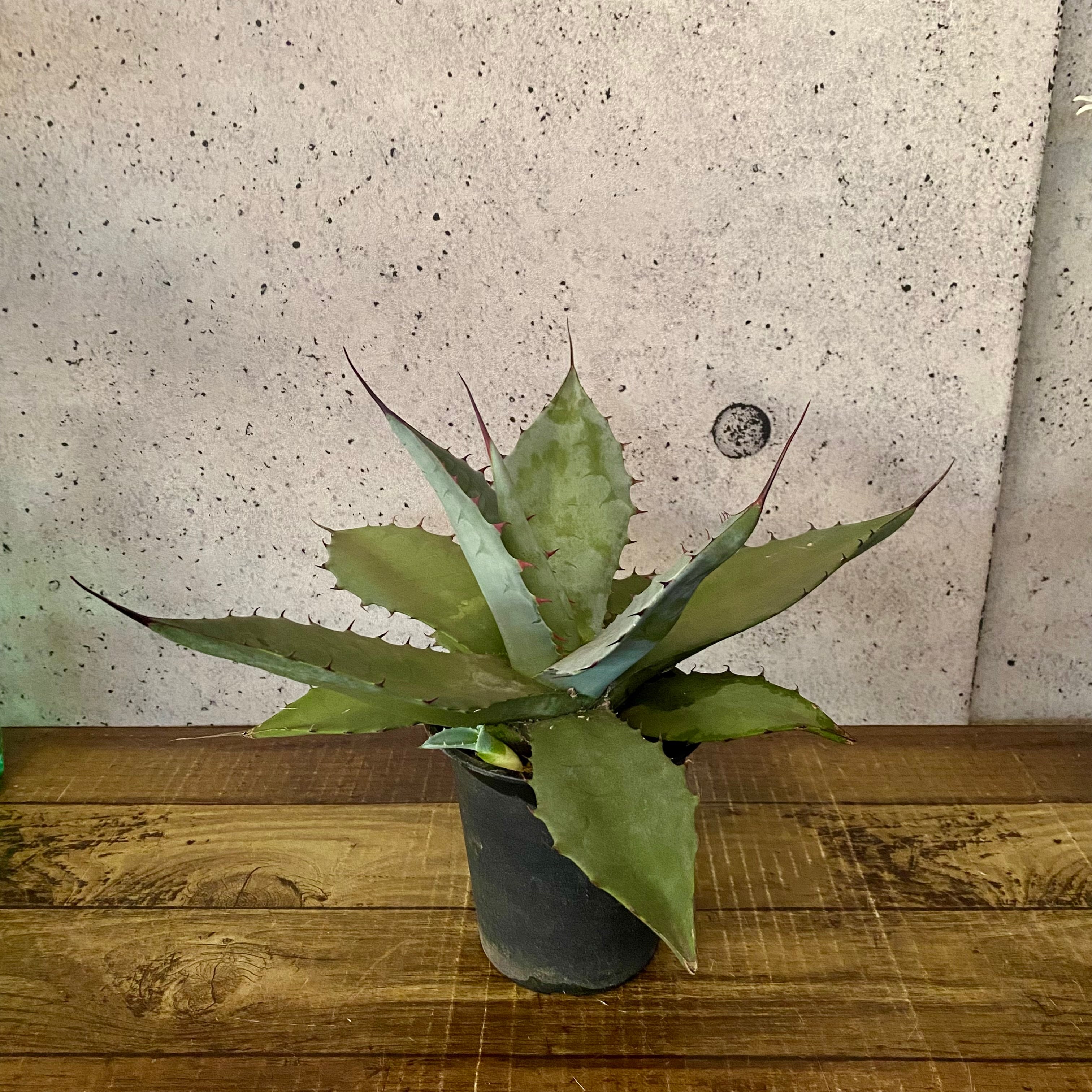 アガベ『パリー』“吉祥天” 子株付き | Planet Plants プラネットプランツ