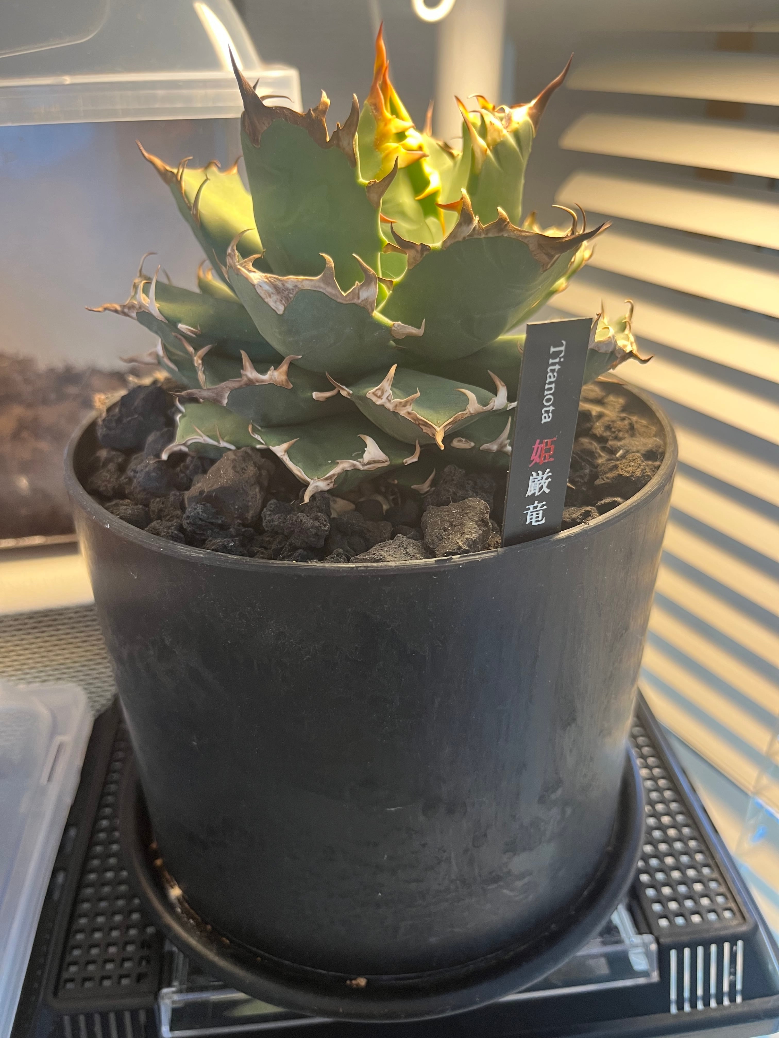 姫厳竜】アガベ チタノタ 姫厳竜/ドワーフ/Kyoto 台湾ナーセリー産