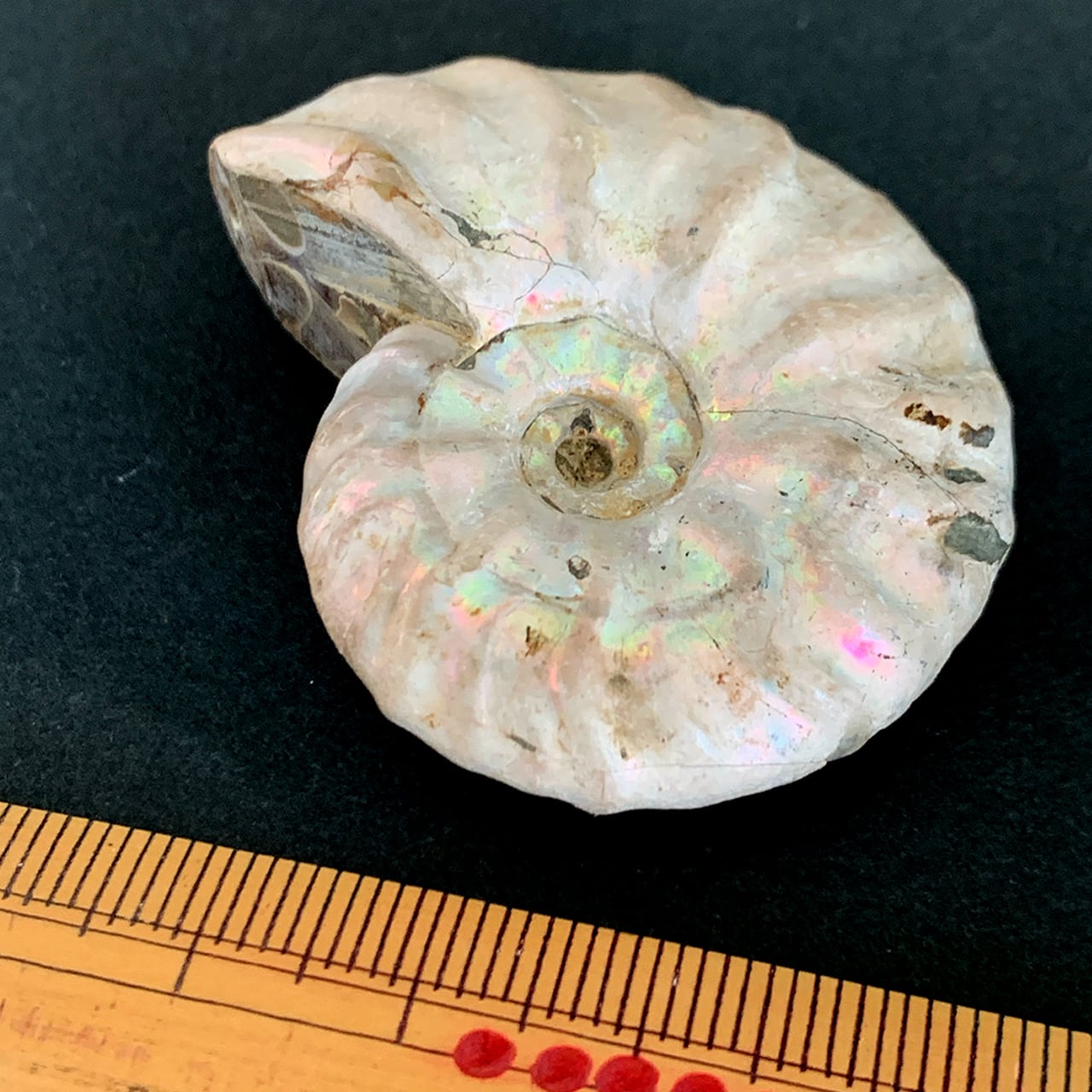 虹色アンモナイト1A | きらら舎 Online Shop