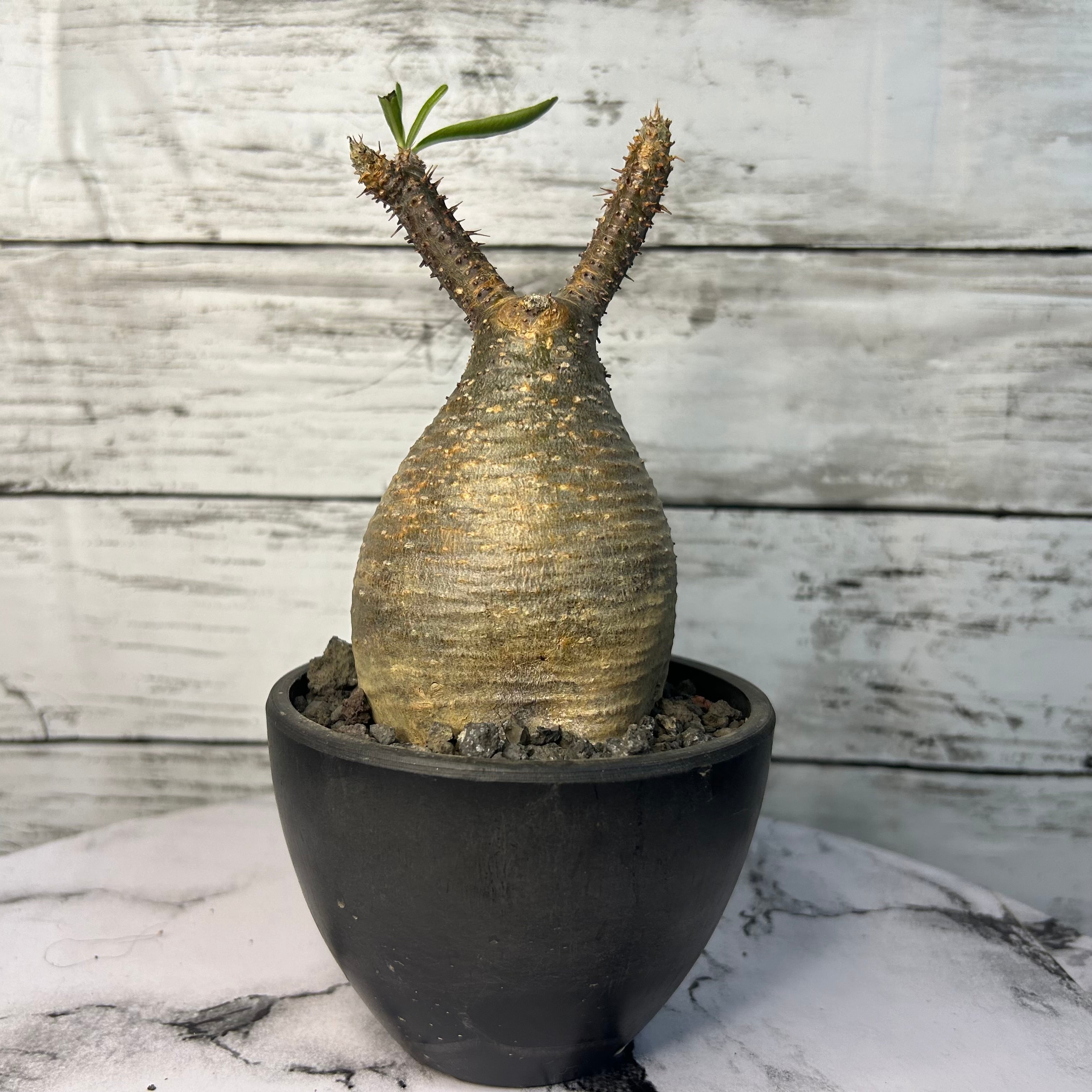 spicygem spicy gem studs pot 植木鉢 特注 大鉢 spicygem spicy gem