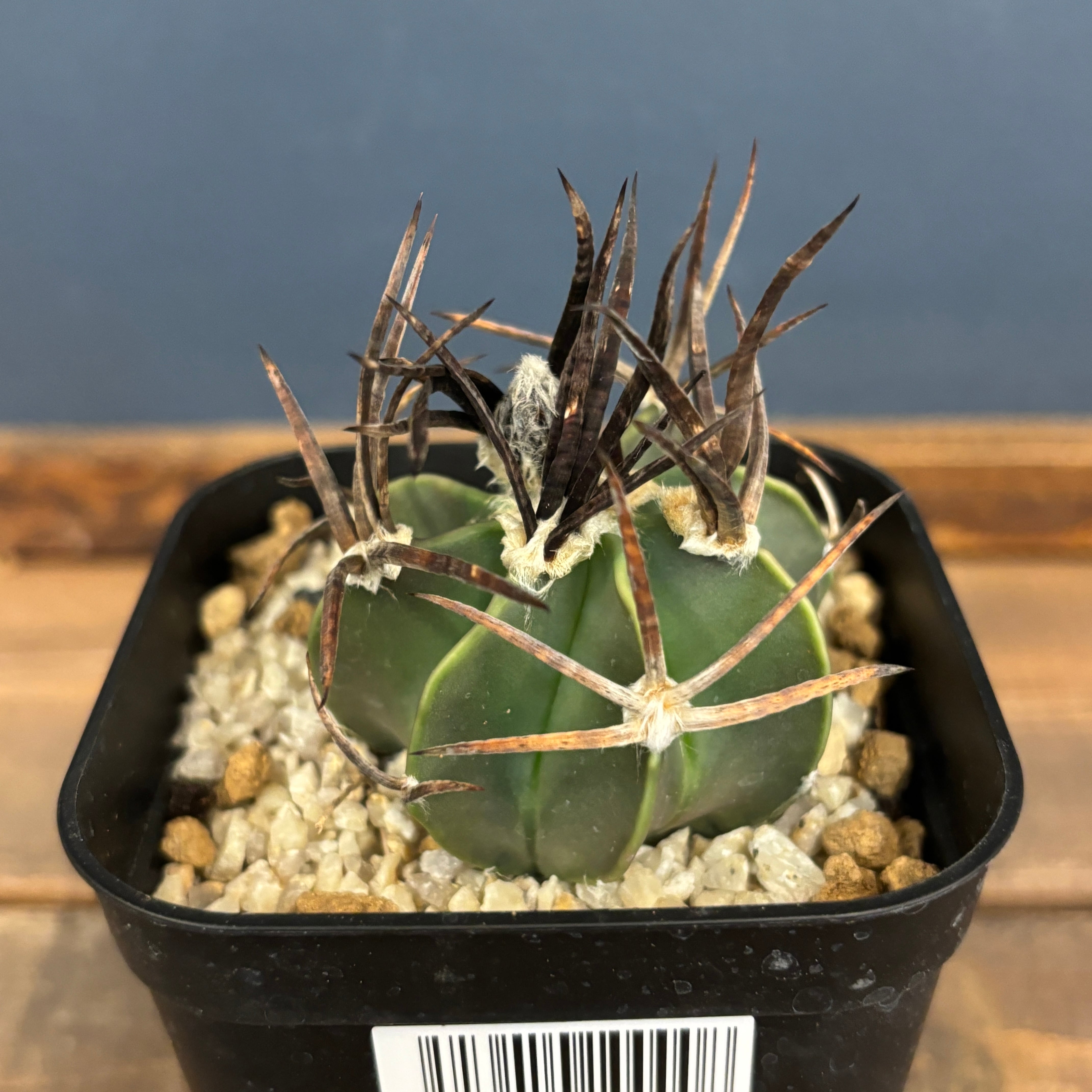 サボテン アストロフィツム 水牛大鳳玉【831】 | PROTOLEAF プロトリーフ