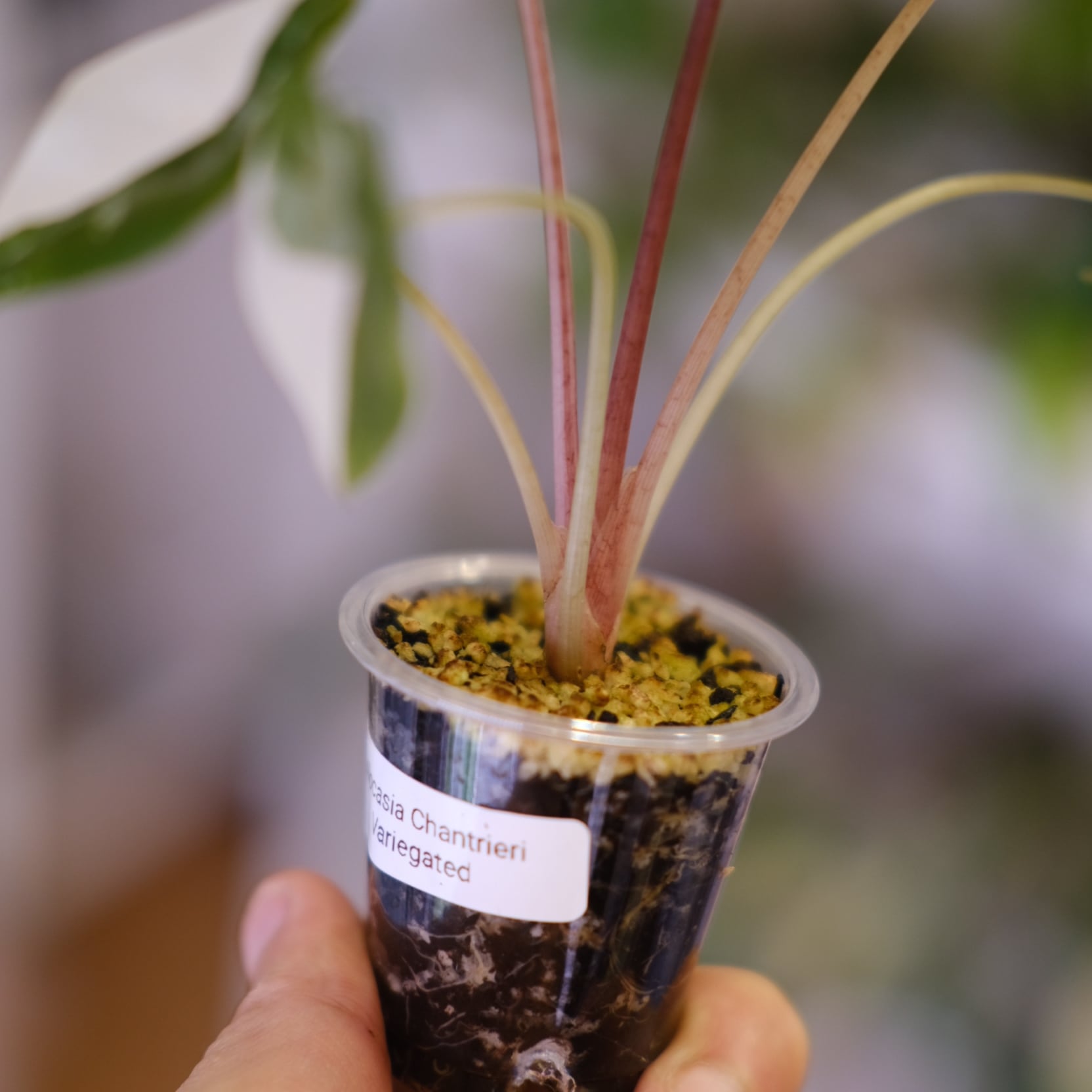 Alocasia chantrieri pink /アロカシア シャントリエリ ピンク③