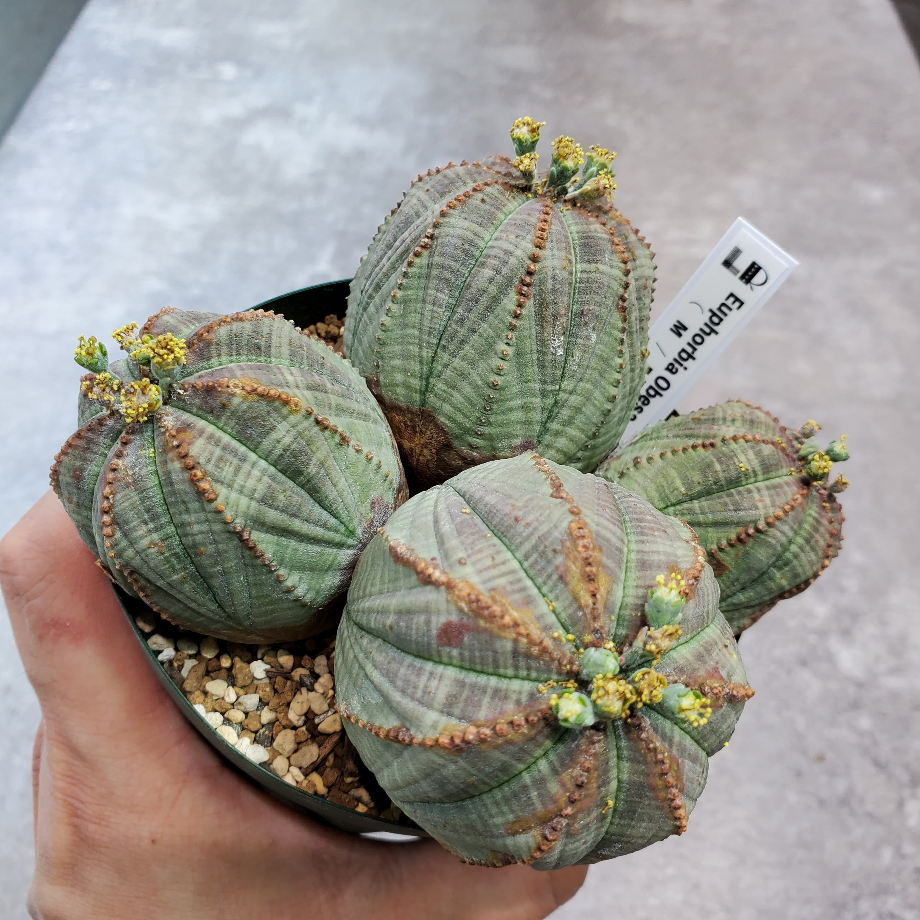 4頭群生】Euphorbia Obesa ユーフォルビア オベサ | Libaran_Plants