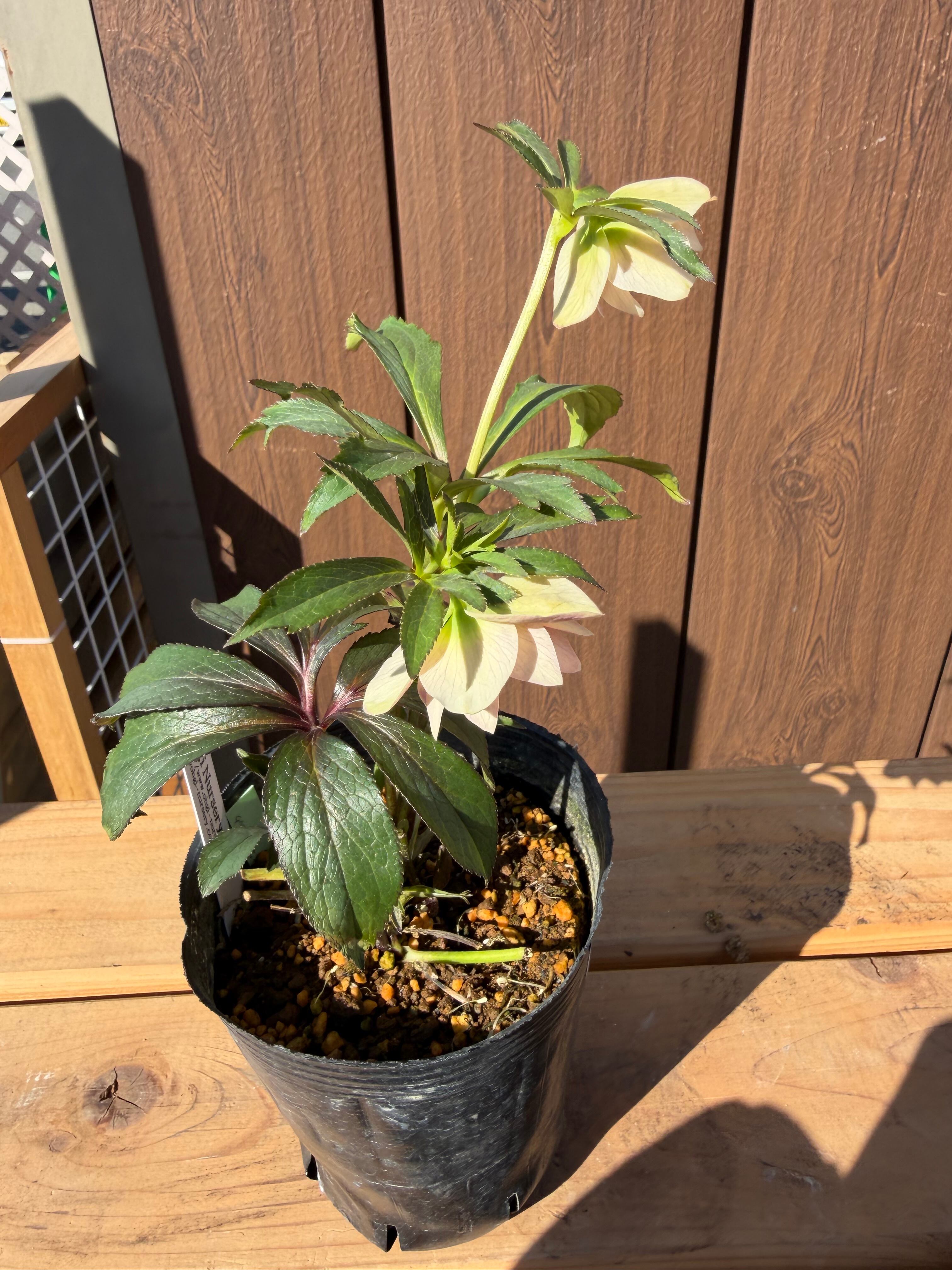 ポーセリンhyb.dd 大木ナーサリー クリスマスローズ【Og14】送料無料