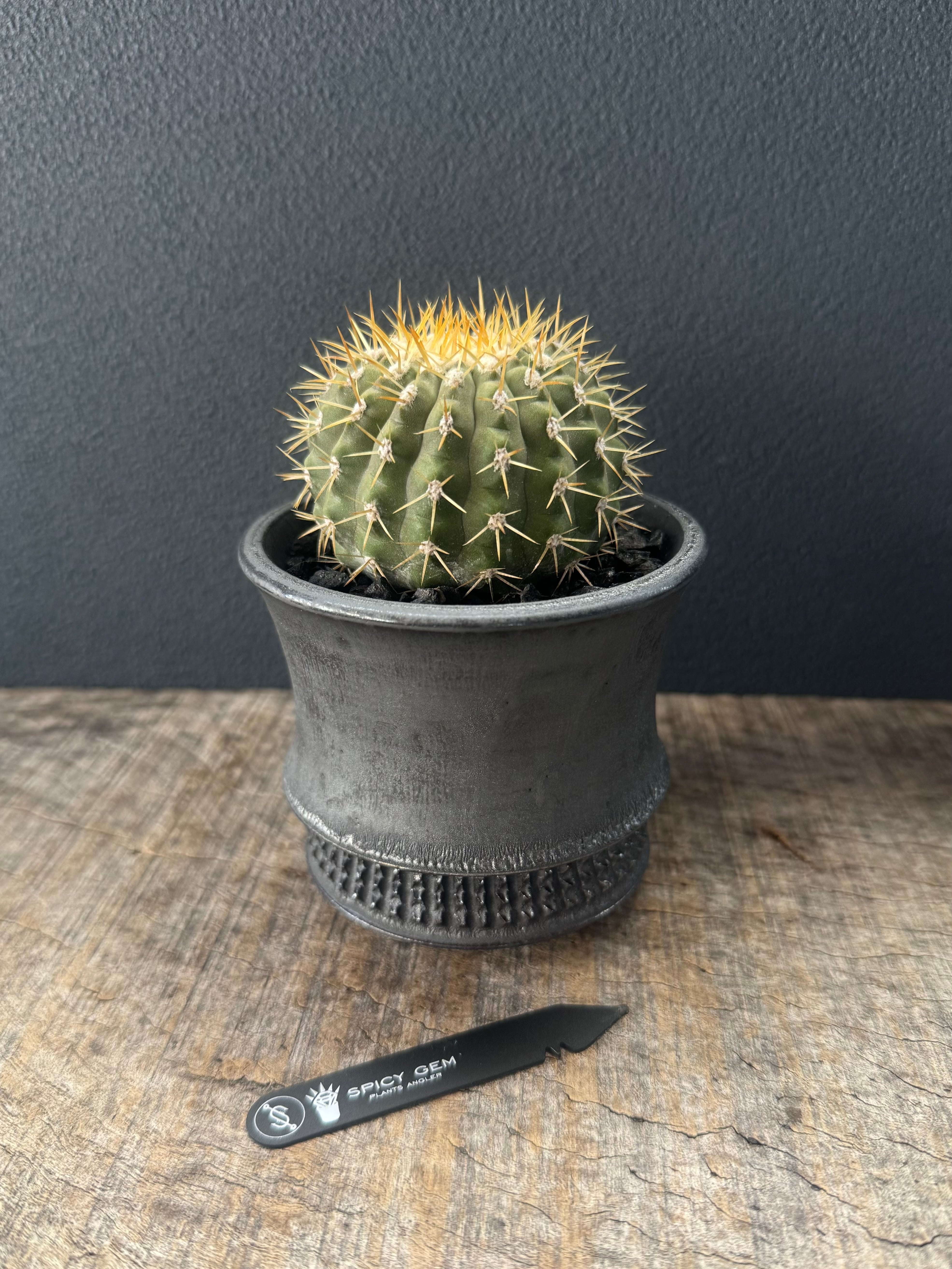 spicygem spicy gem studs pot 植木鉢 特注 大鉢 spicygem spicy gem