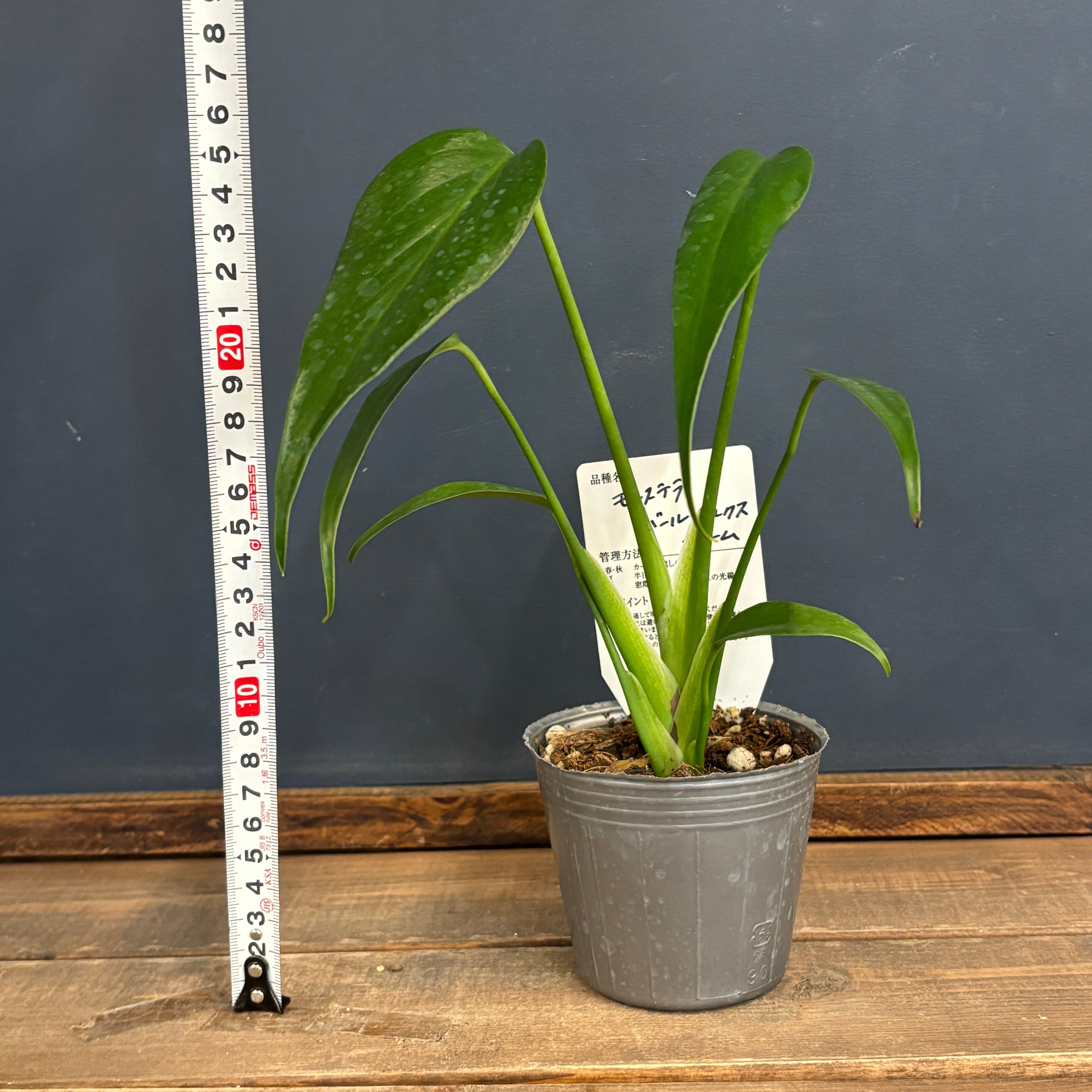 モンステラ バールマルクスフレーム【662】 | PROTOLEAF プロトリーフ