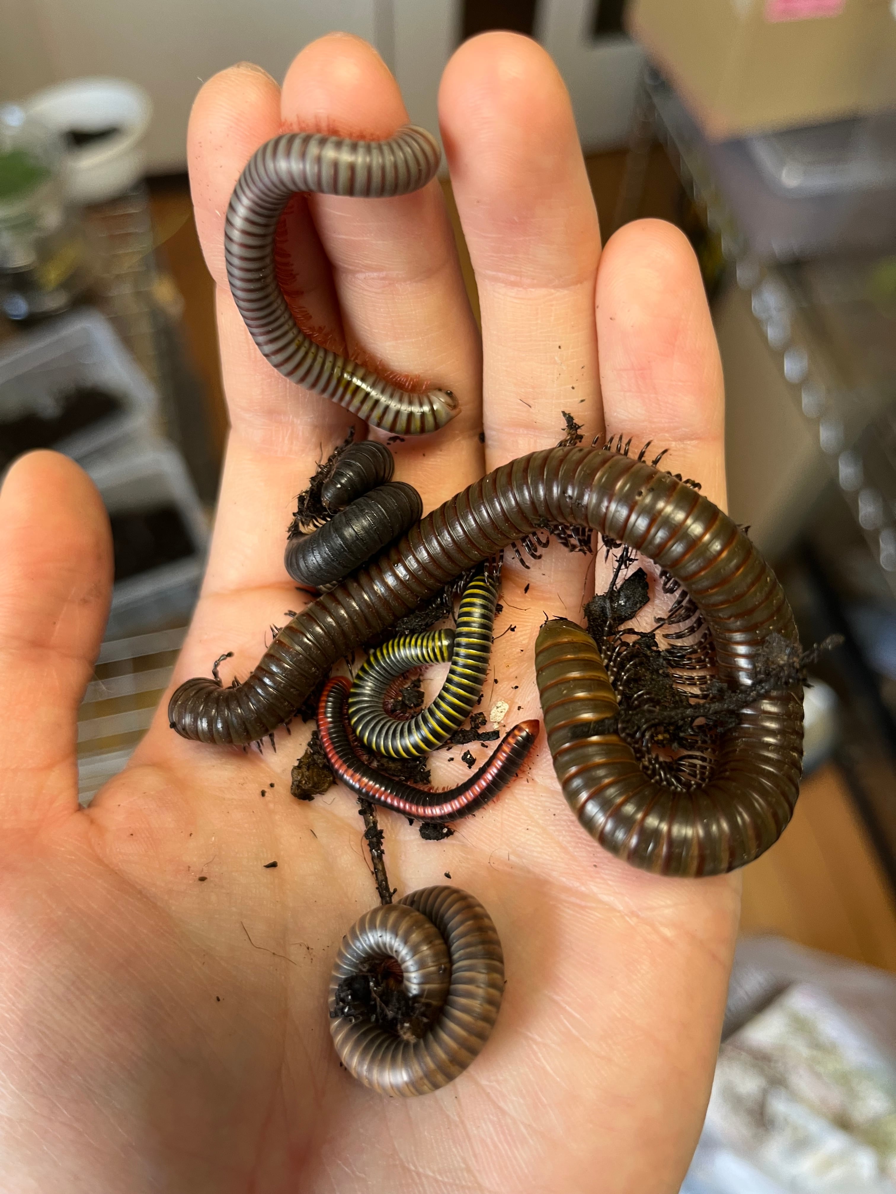 30匹位】レッドバンドミリピード サイズMIX ヤスデムカデセンチピード