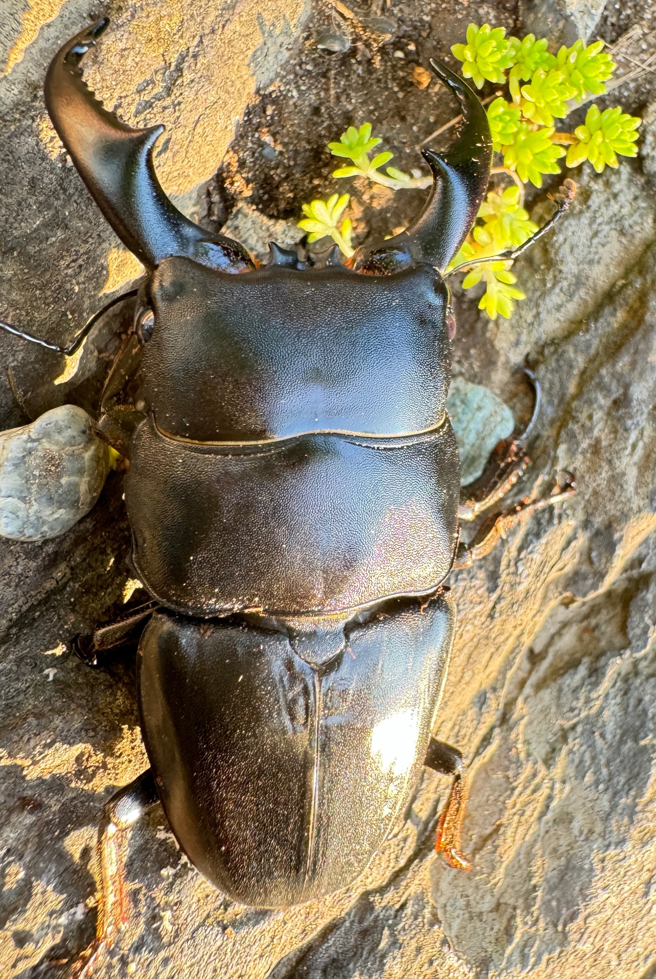 超特大70mm 野外品 アマミヒラタクワガタ♂ 稀少【特大】 アマミ