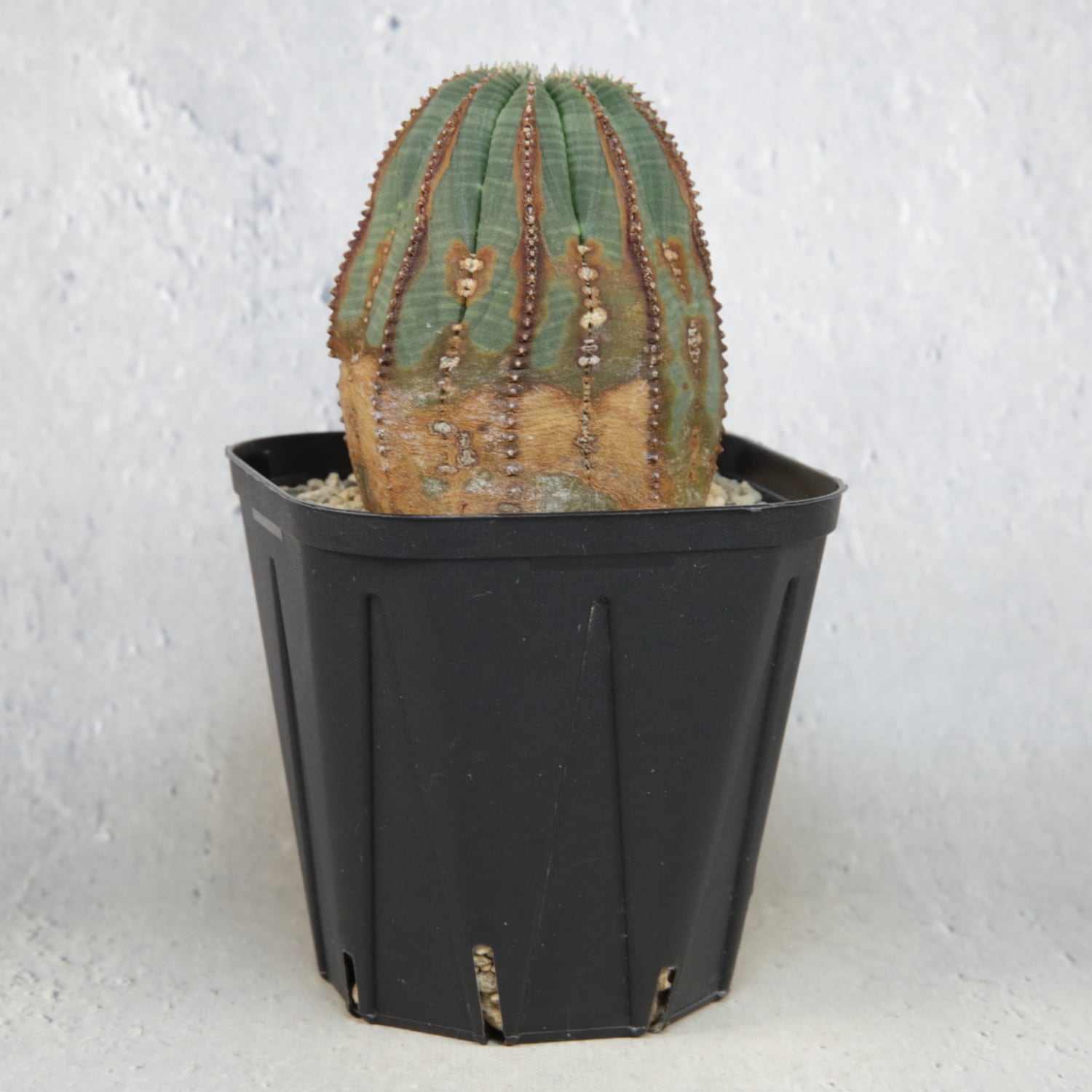 超複稜 12稜 美模様 木質化 オベサ / ユーフォルビア | LIGHTHOUSE