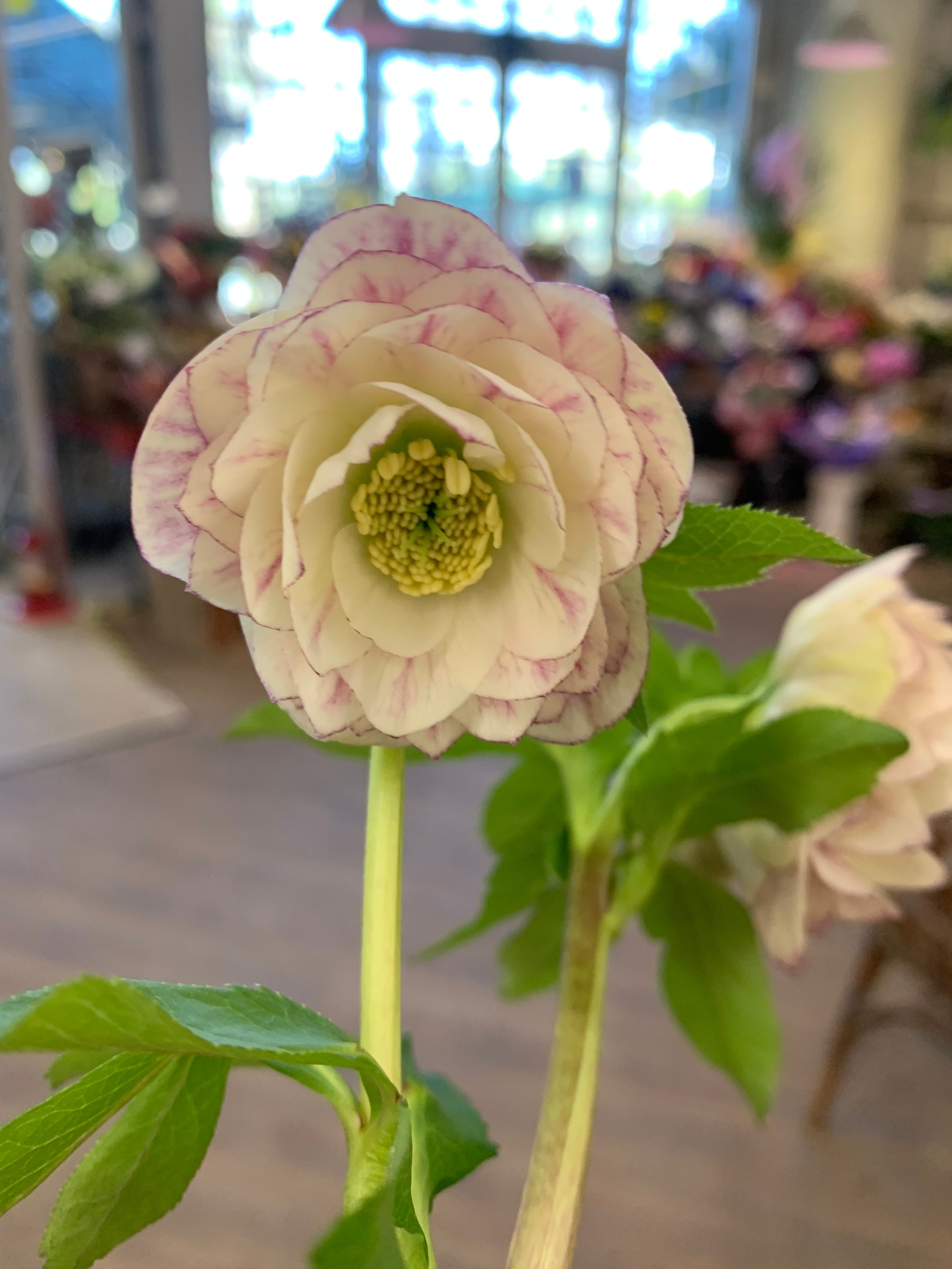 希少‼️⑤加藤農園さんのクリスマスローズ プリマヴェーラ 八重咲