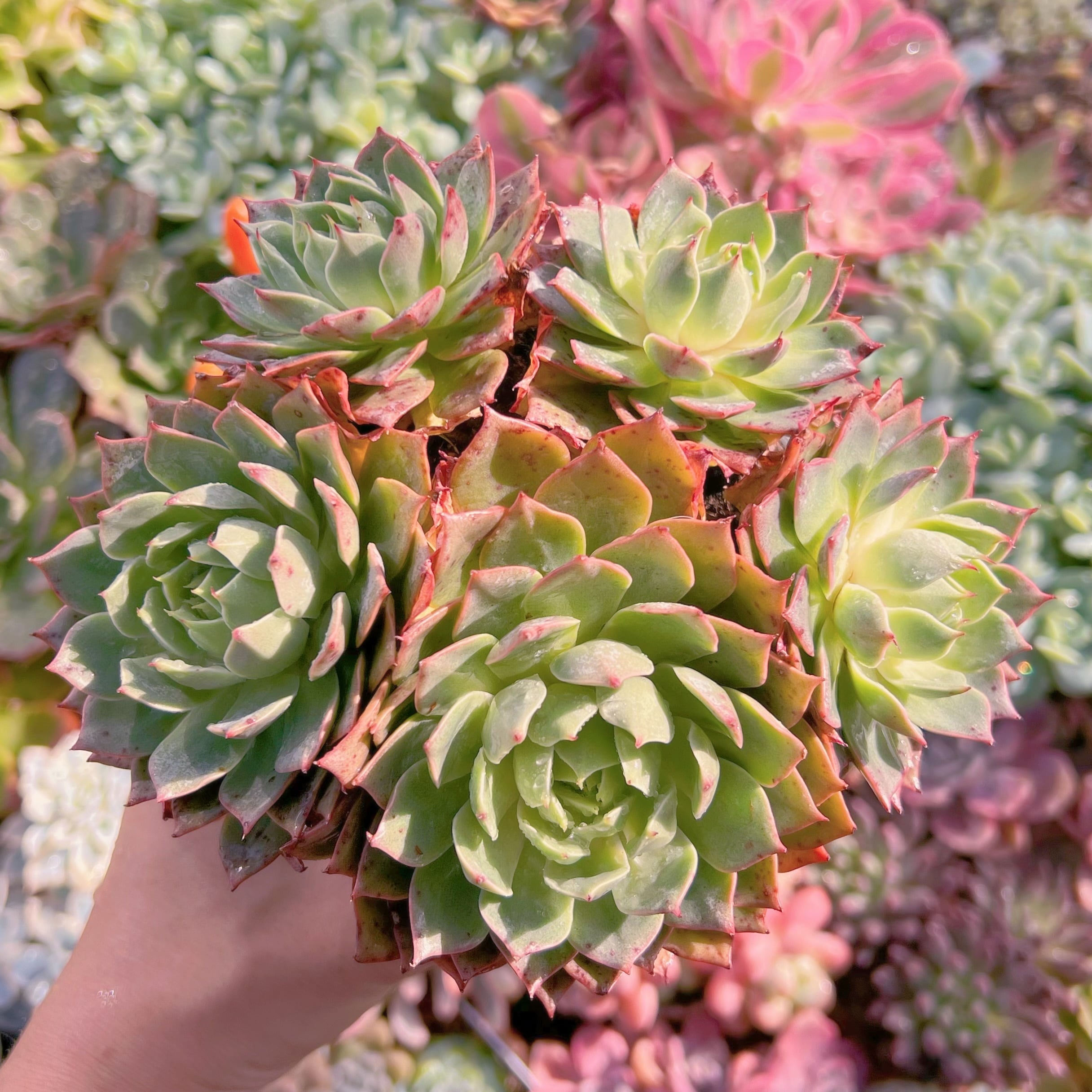 多肉植物 リンゼアナ 特大群生 新入荷 るる農園 | るる農園~多肉植物専門