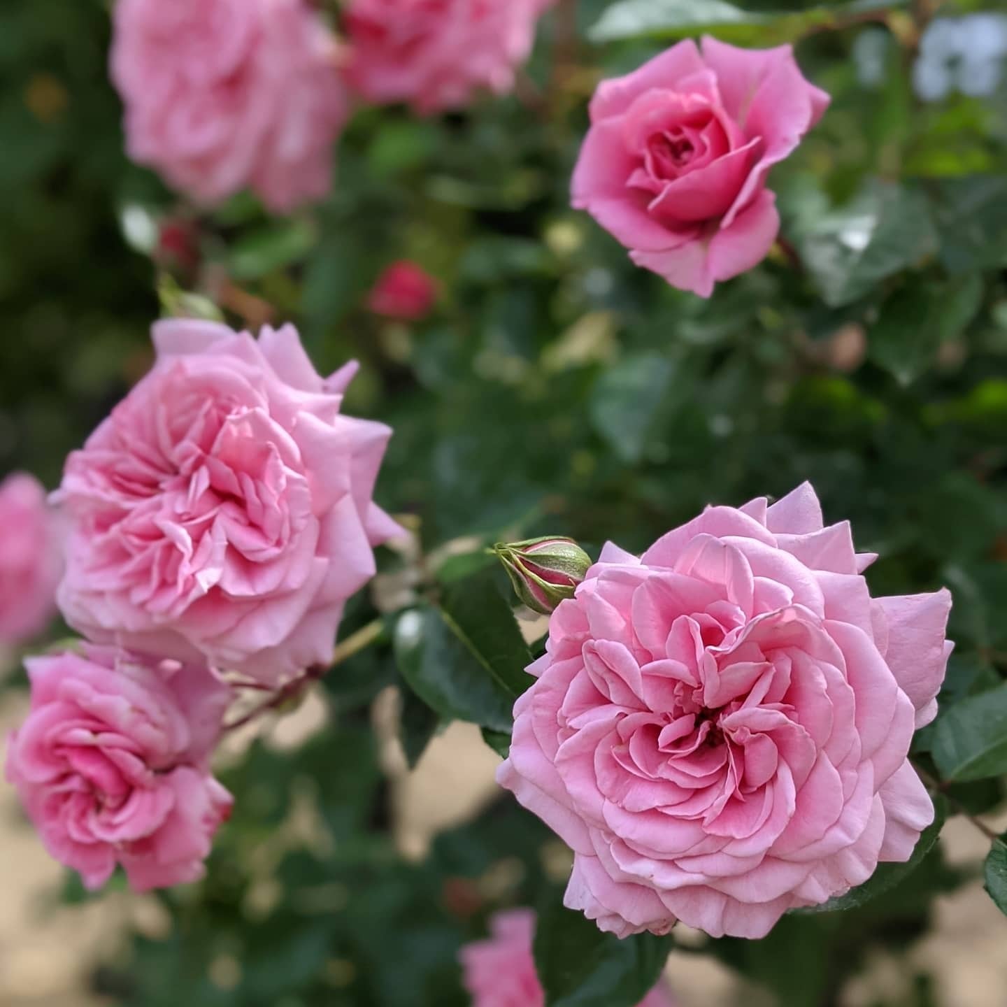 レトロ | 天空のバラ園(無農薬バラ苗・花苗・クレマチス・ハーブ産直販売)