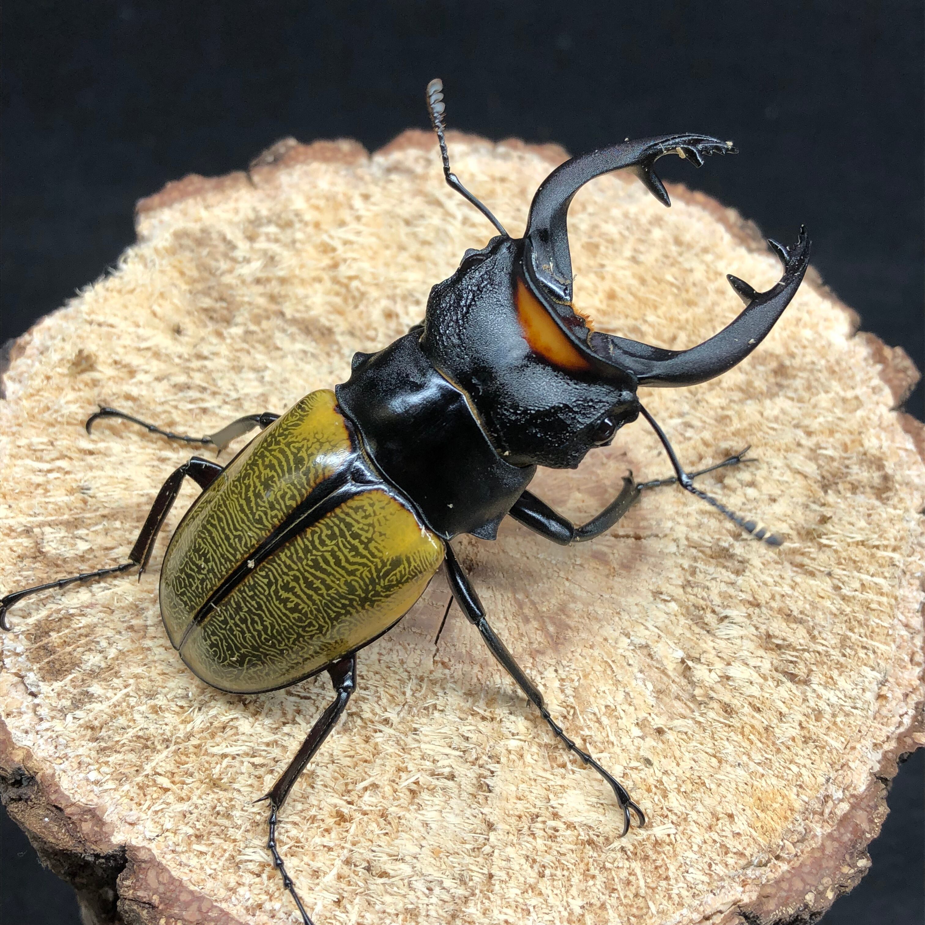 ヤエヤママルバネクワガタ 野外品 58mm 51mm ペア ヤエヤマ