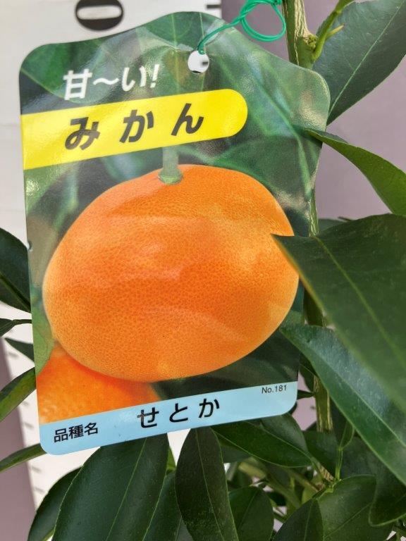 みかん・せとか【2年生接ぎ木苗】 | 日本ライン花木センター
