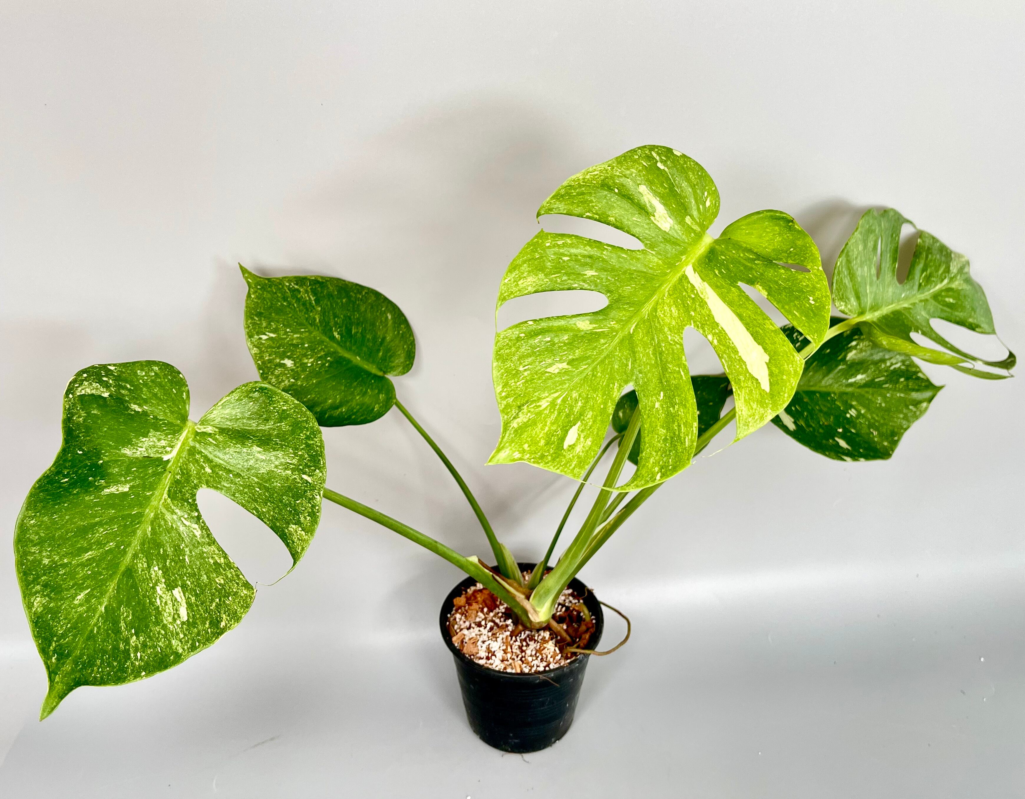 超希少】Monstera Legacy Variegata レガシー 【公式通販】