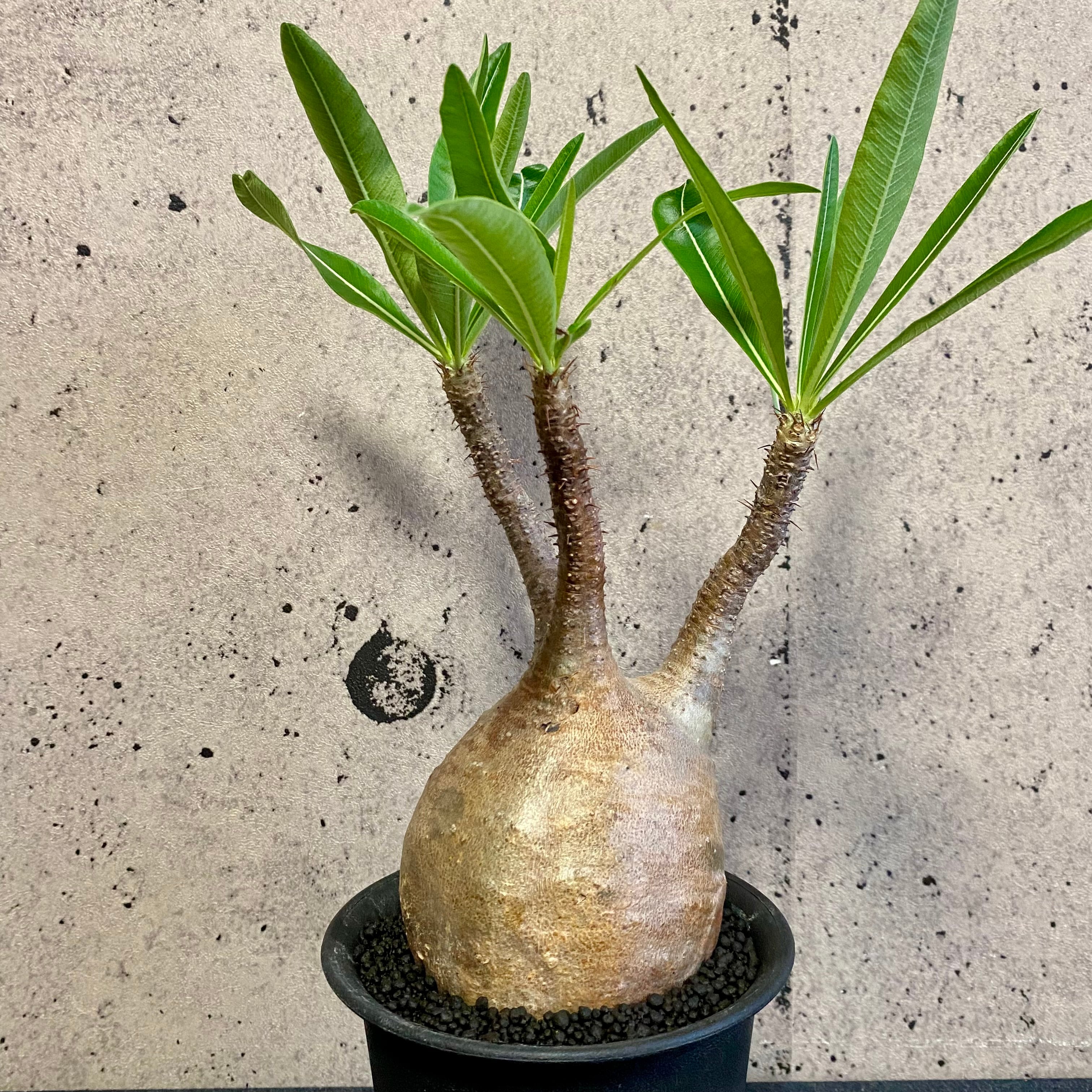 3f581ea31e0ae347d99446cd2041ae