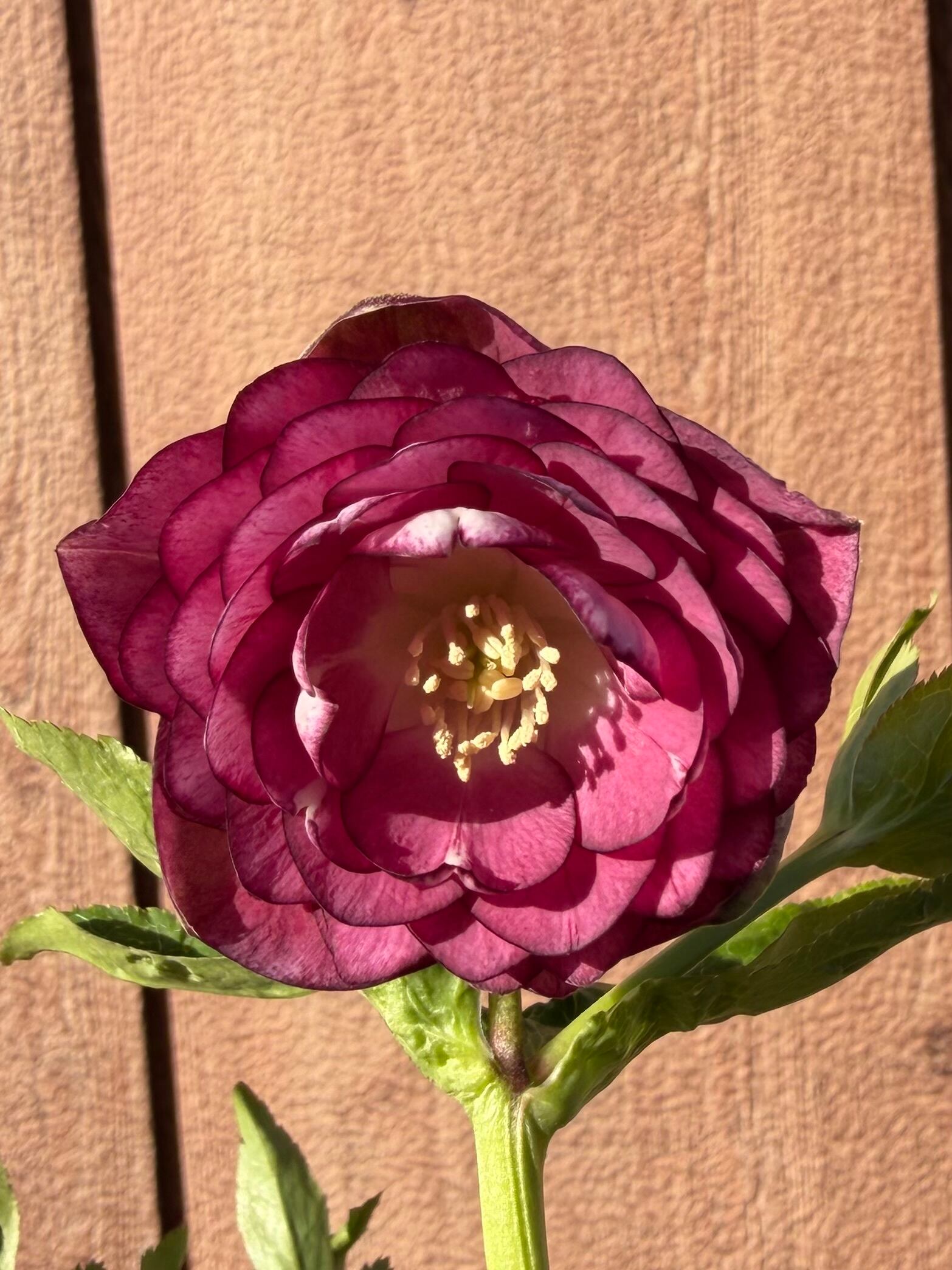 クリスマスローズ 認定シャガールレッド多弁 加藤農園 シャガール