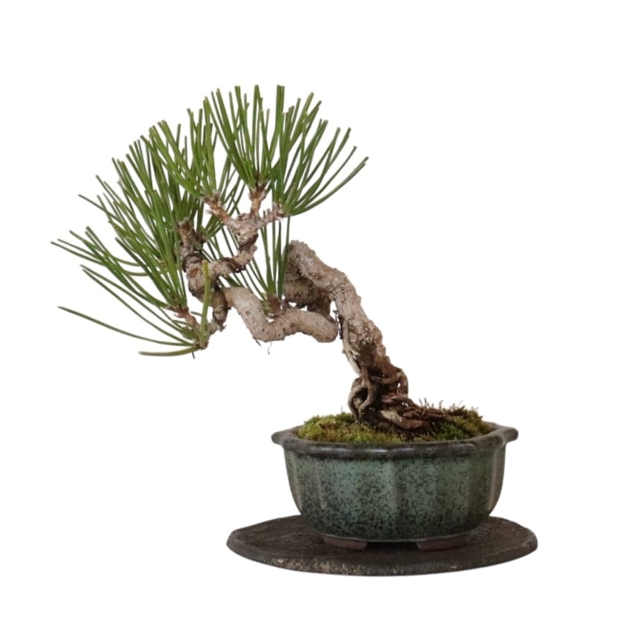 黒松 根上がり 持ち込み古いです 黒松 根上がり 盆栽 no3 黒松 根