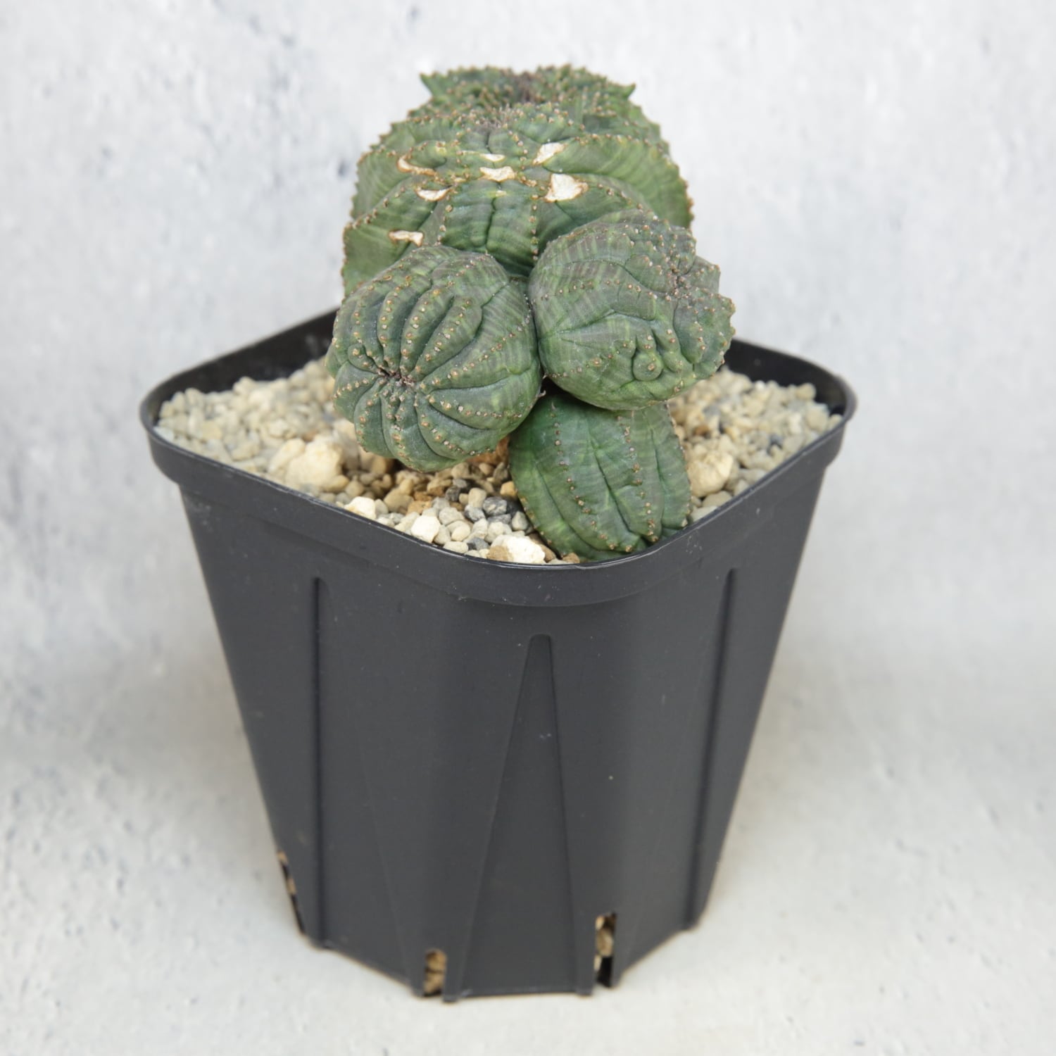 超厳選株】大株 最大幅約9.6cm 仔吹き 円扇綴化 オベサ