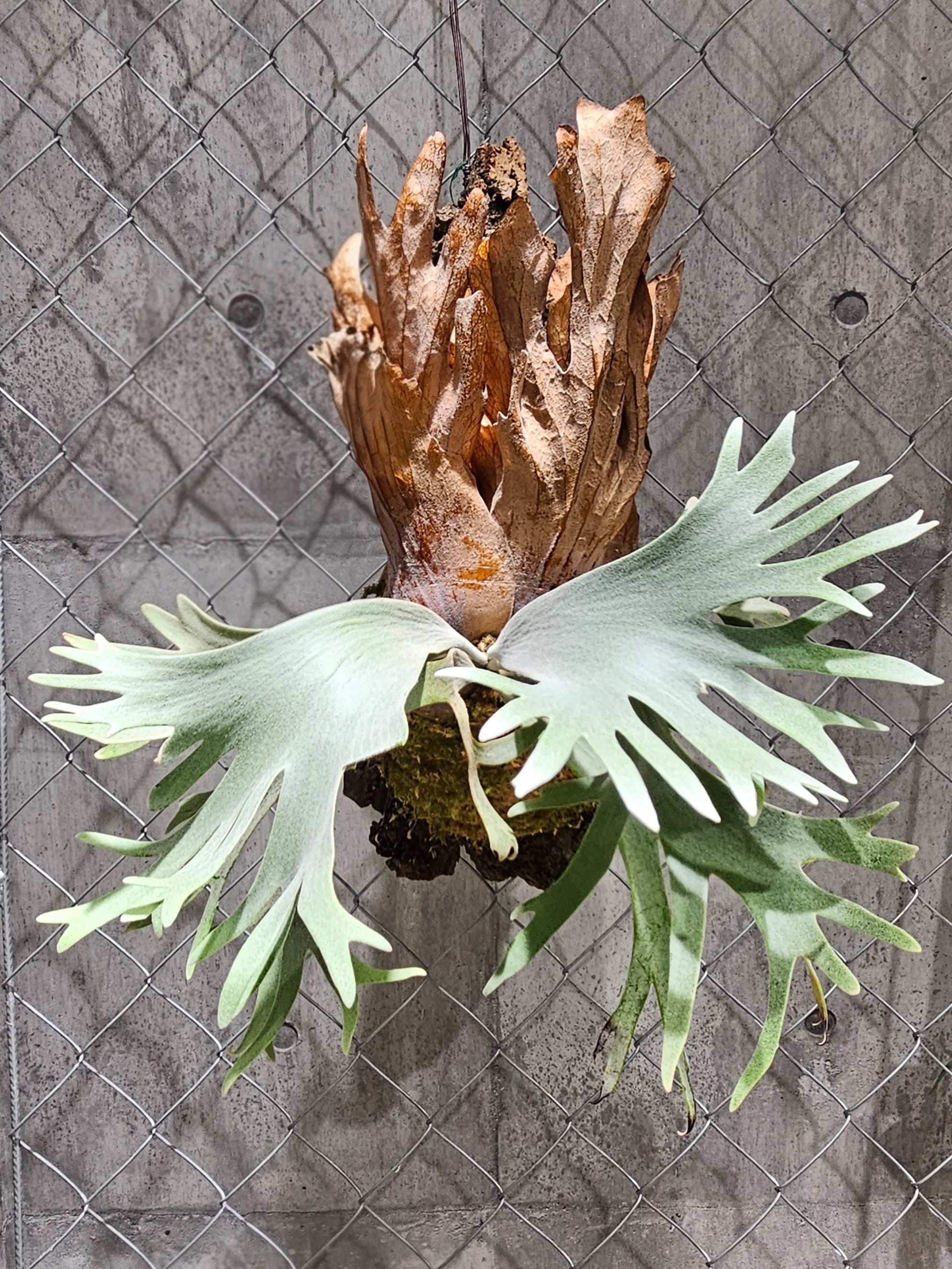 P. veitchii cv. Pang Sida (pup)【artPLANTs】ビカクシダ/Platycerium