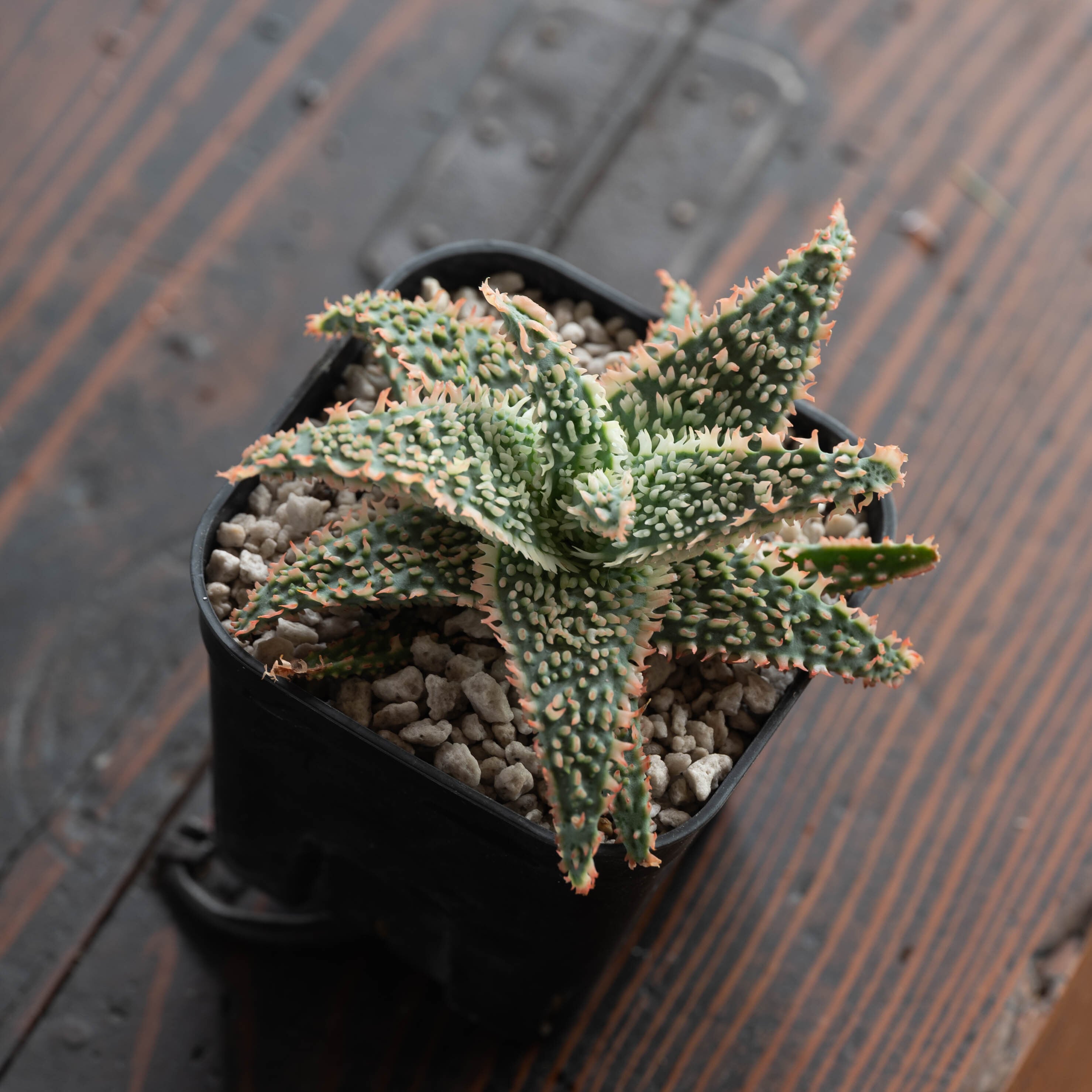 アロエ ハイブリッド -Aloe hybrid- No.5 | Agave Rocon