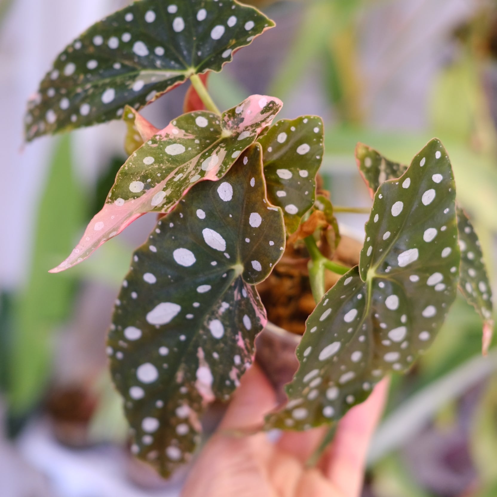 Begonia maculata variegata 'Pink'｜ベゴニア マクラータ ピンク