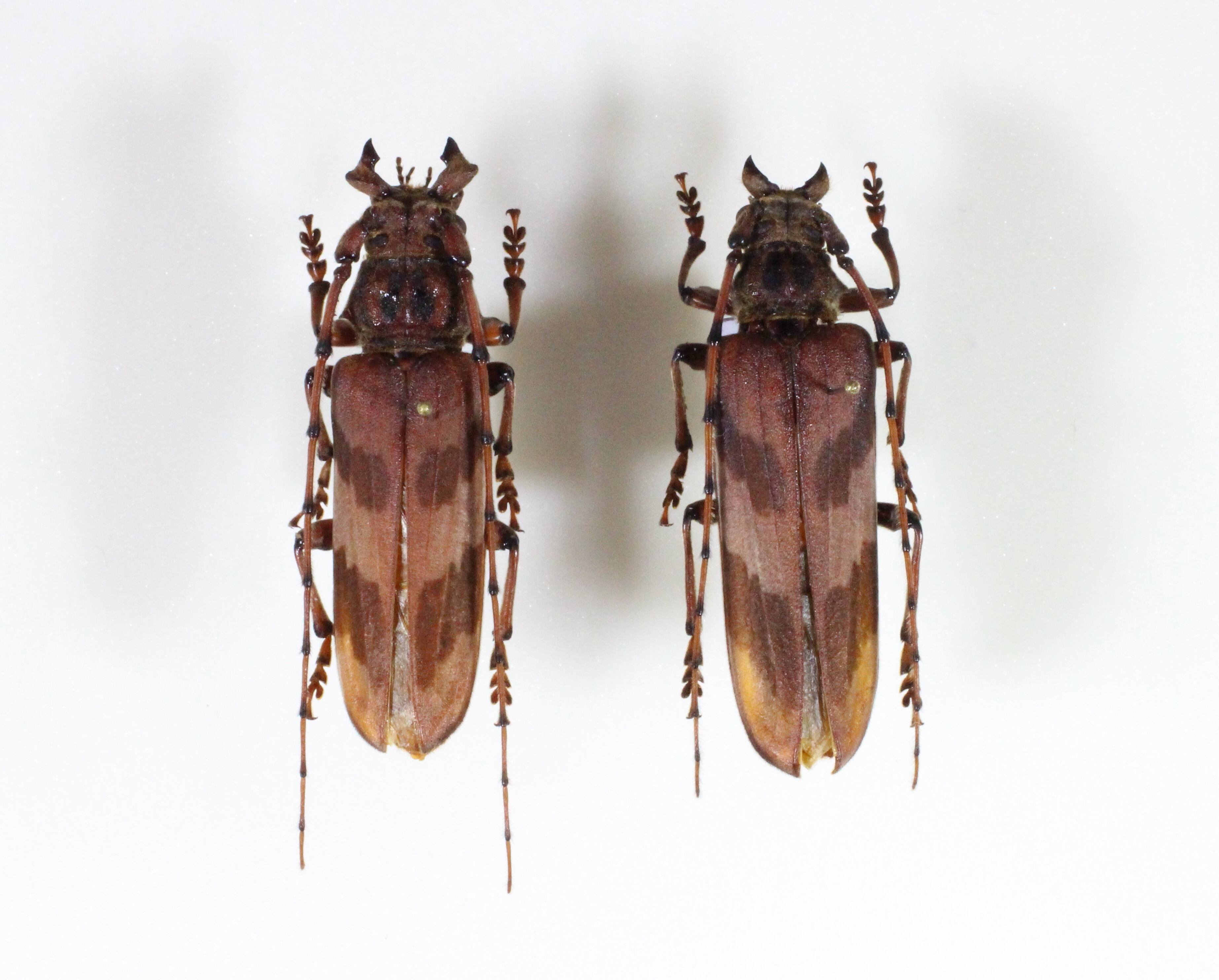 台湾産 オニミヤマカミキリ ペア | mushi labo