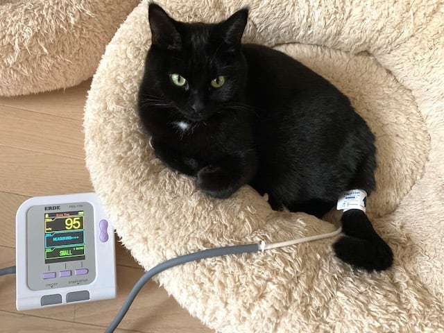 7日間レンタル】エルデ ペット用自動血圧計（犬猫用） | Pay ID