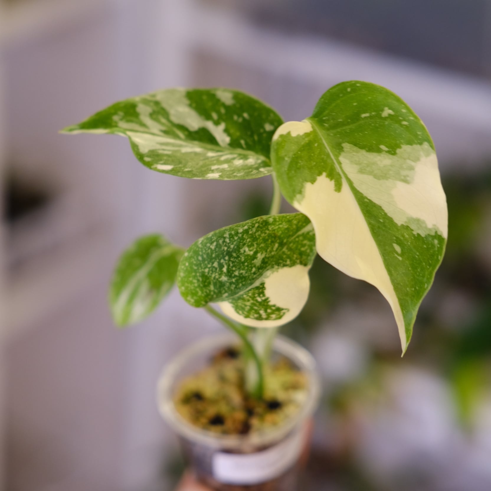 す*る様 22 モンステラ デリシオーサ レガシー 斑入り 美斑 超希少な