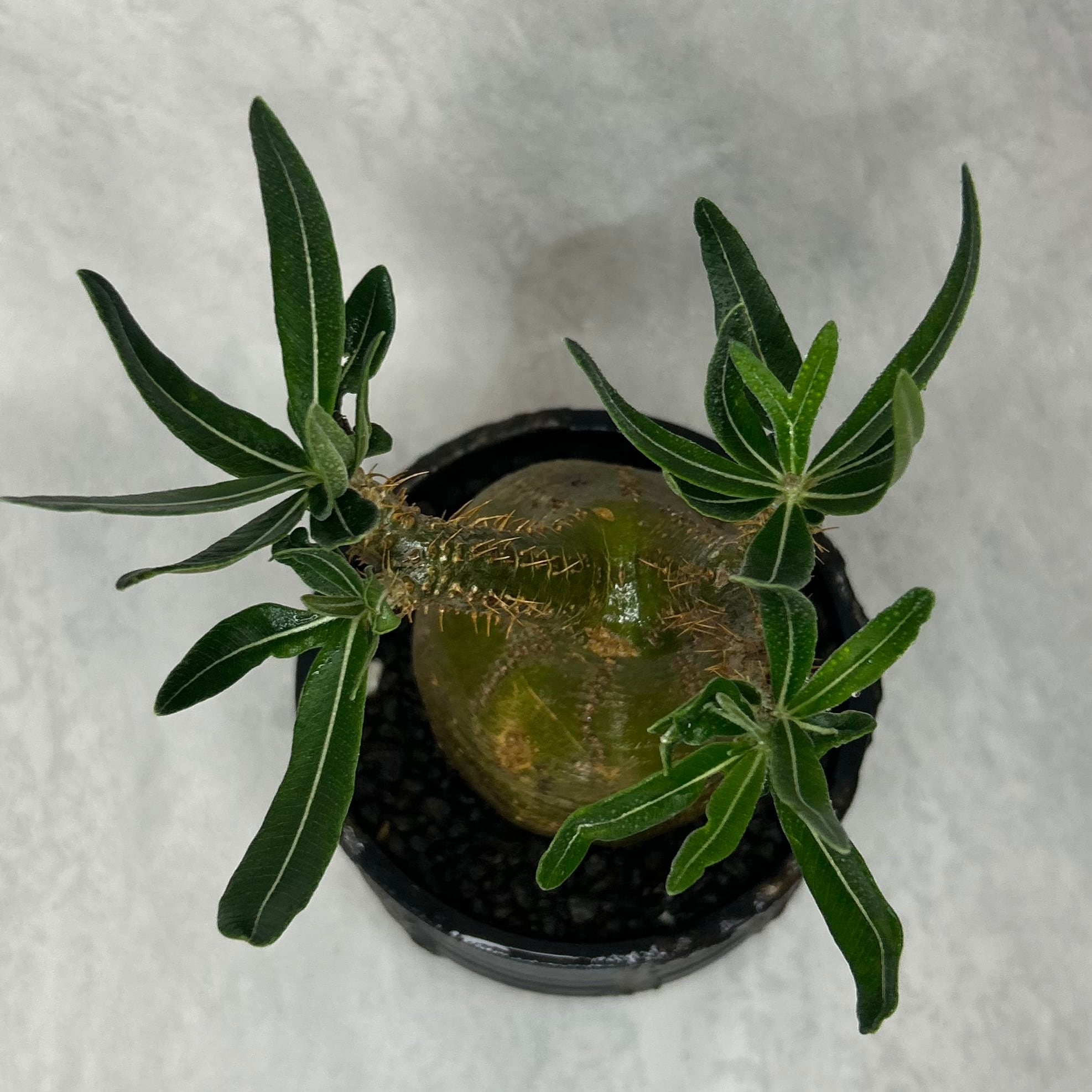 パキポディウム グラキリス4.5号(信楽焼鉢入り) | PLARE