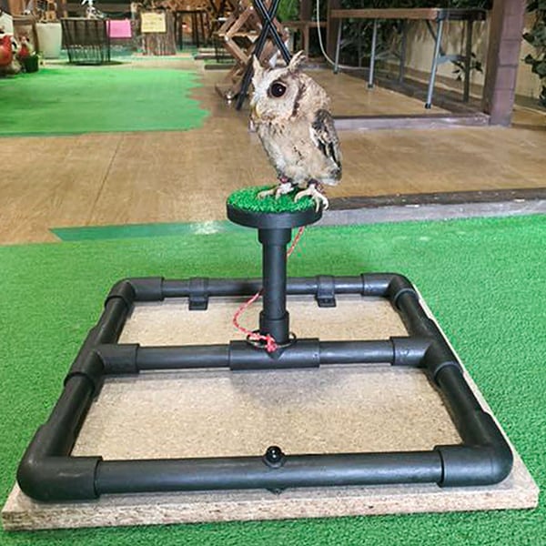 ファルコンブロック 黒【フクロウ 猛禽類用】 | アトリエ ぽっくる