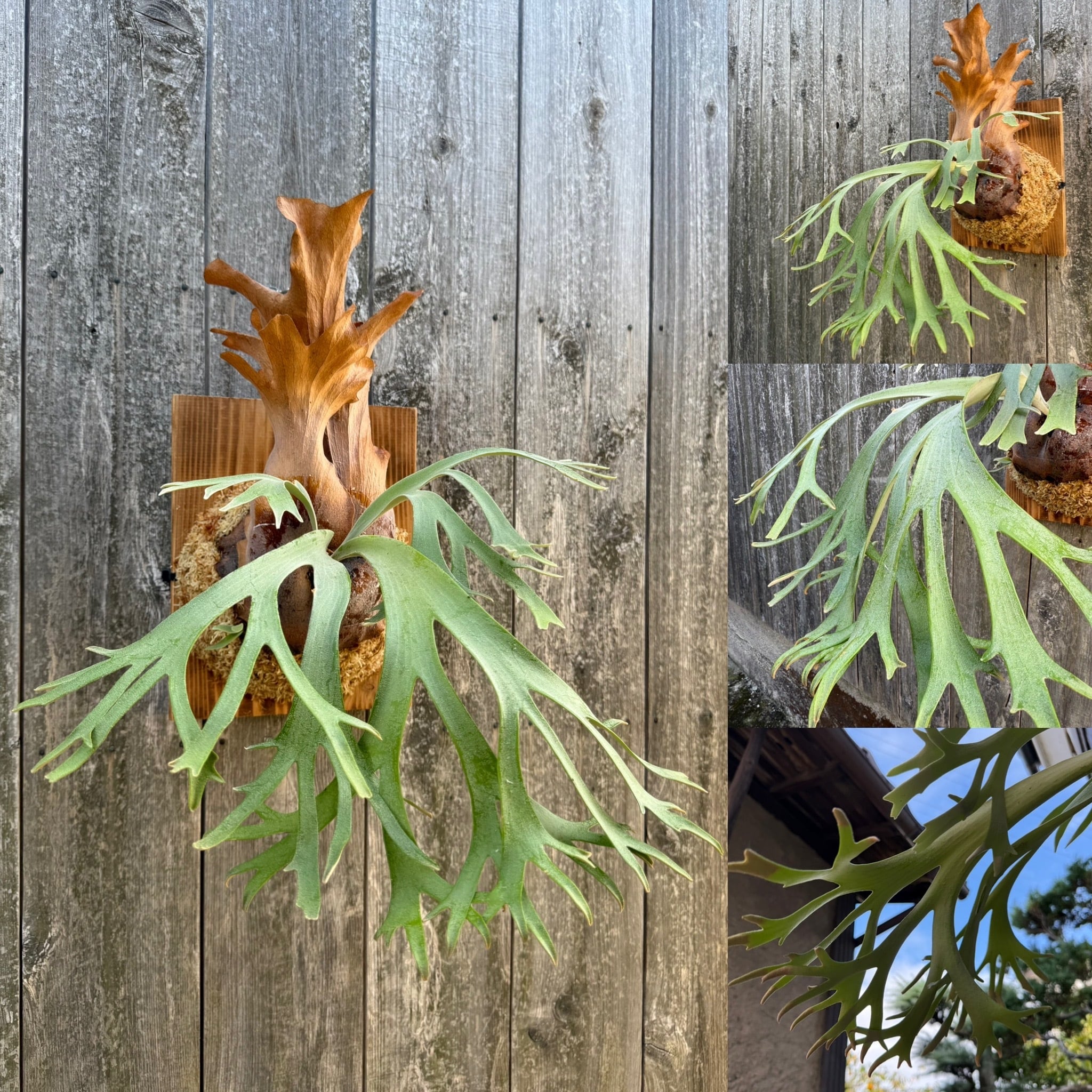 P. willinckii cv. Sombrero (pup) | naturefix